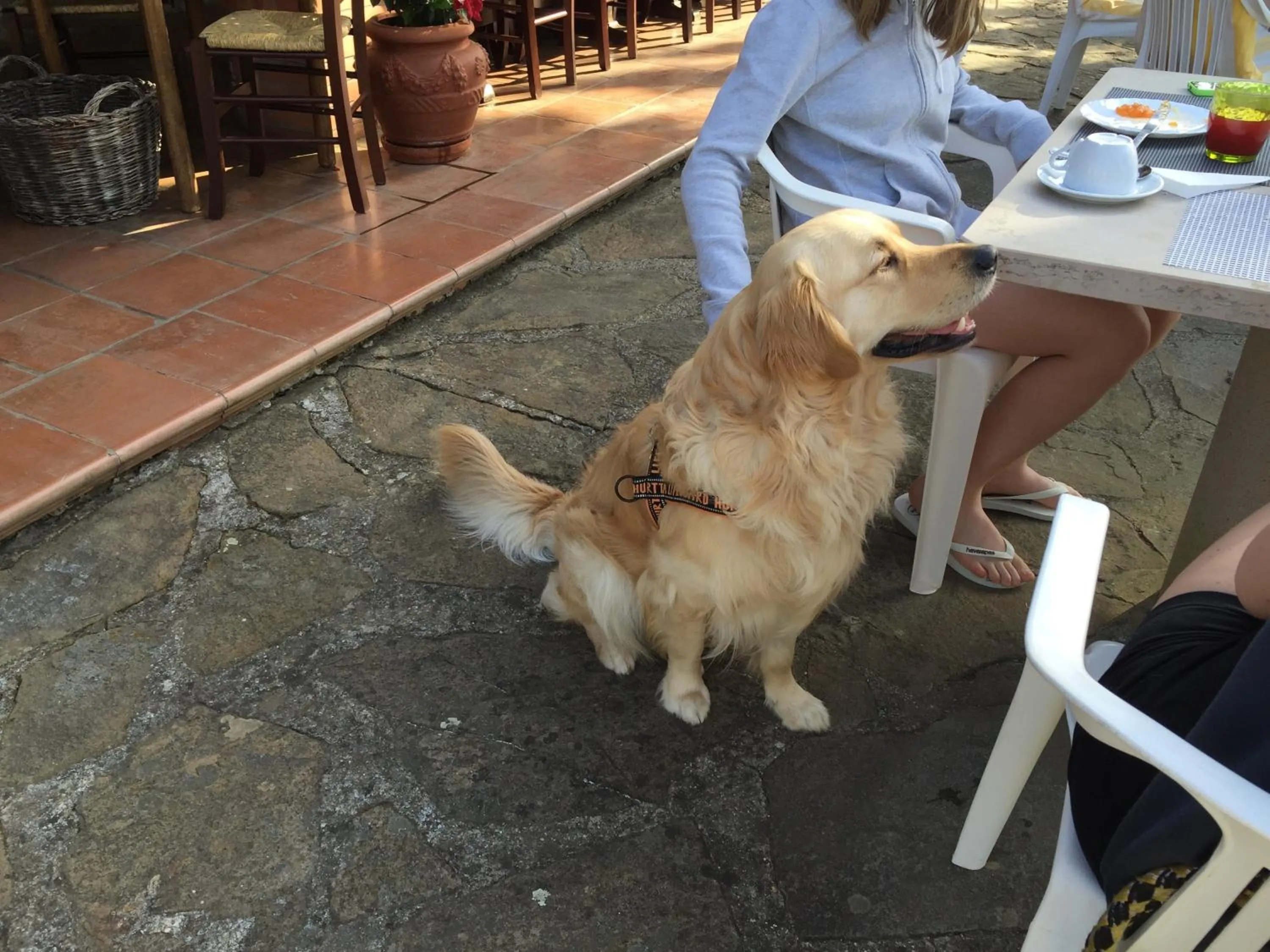 Pets in Campo Di Carlo