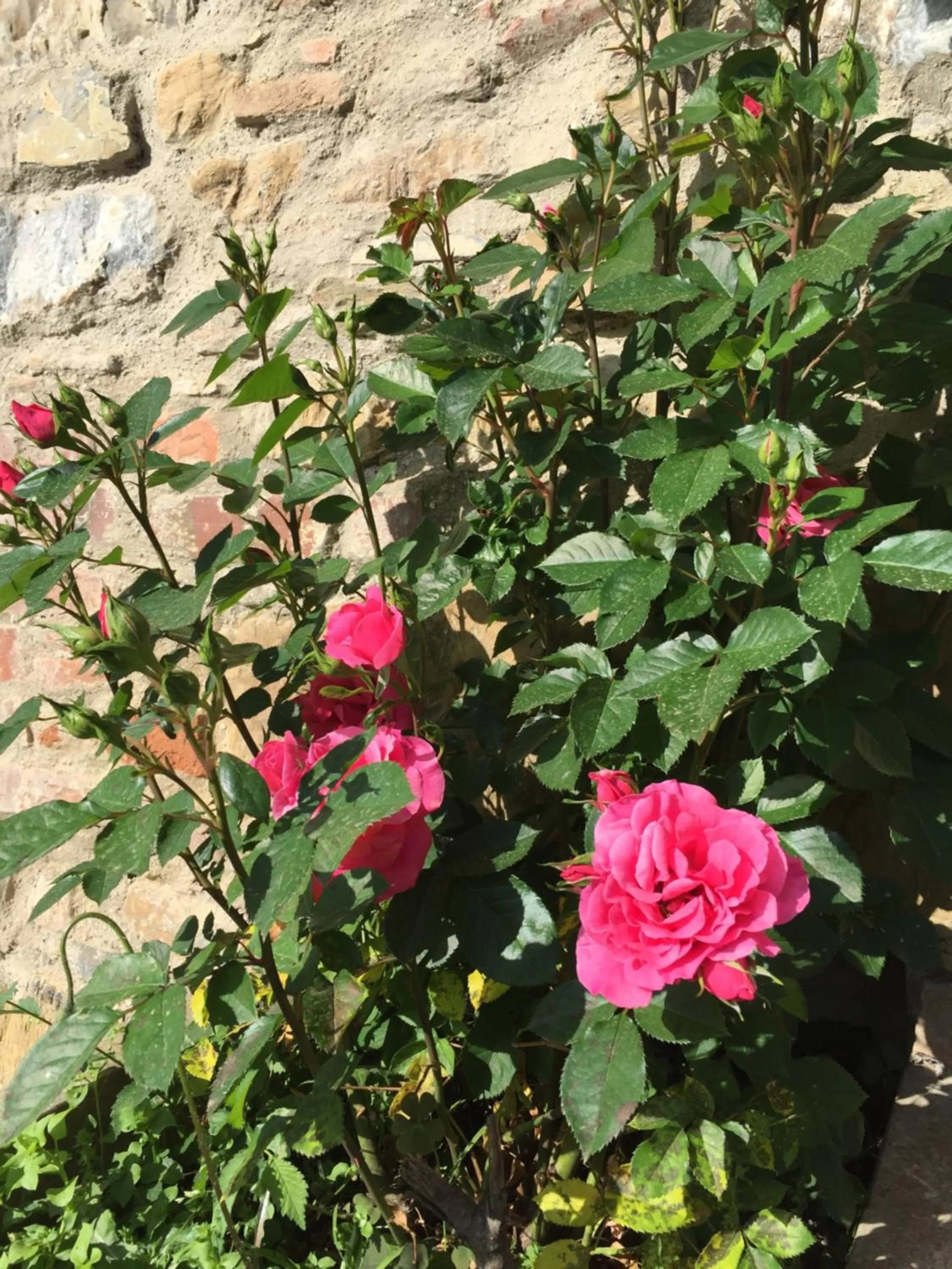 Spring in Campo Di Carlo