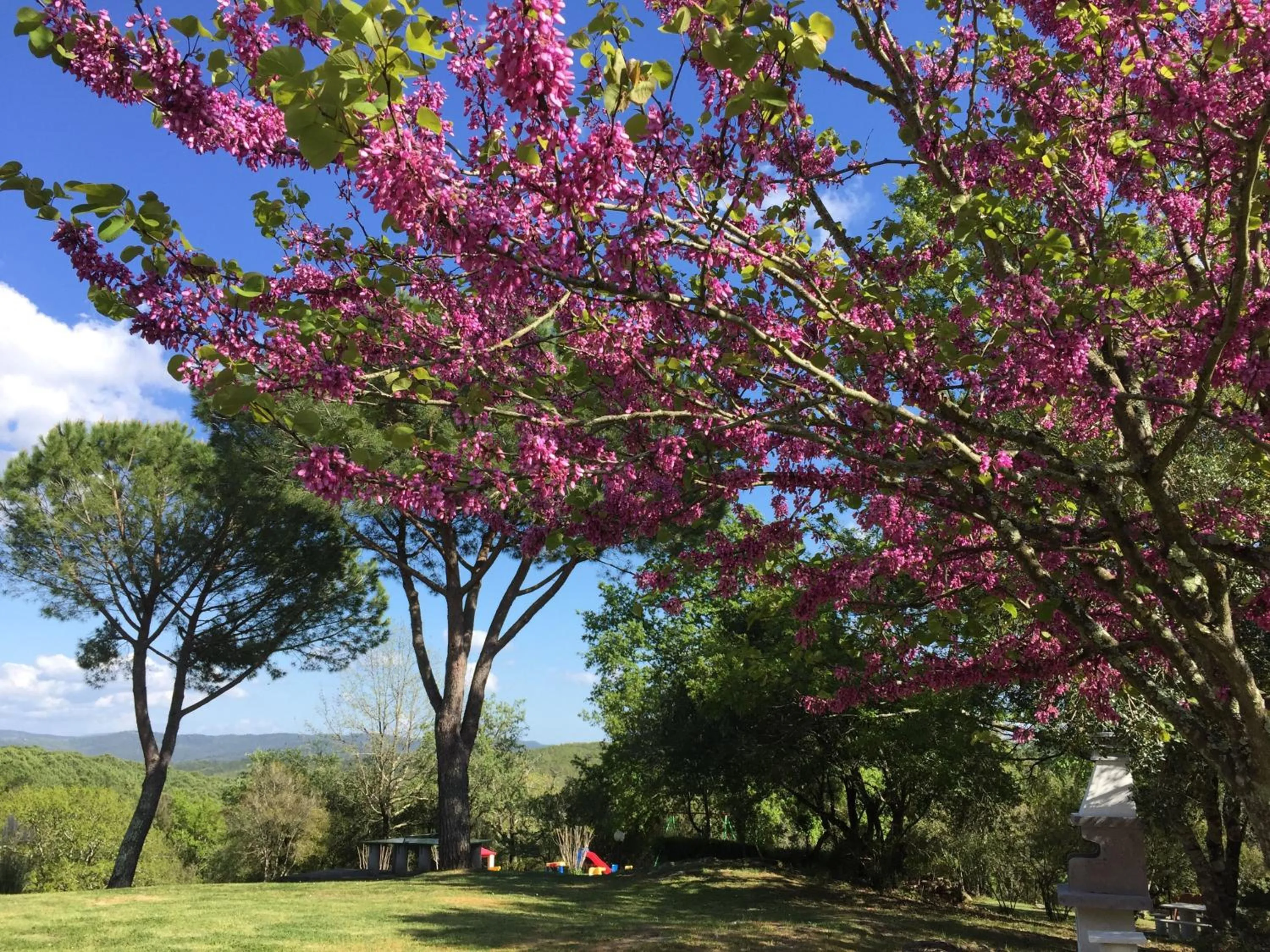 Garden in Campo Di Carlo