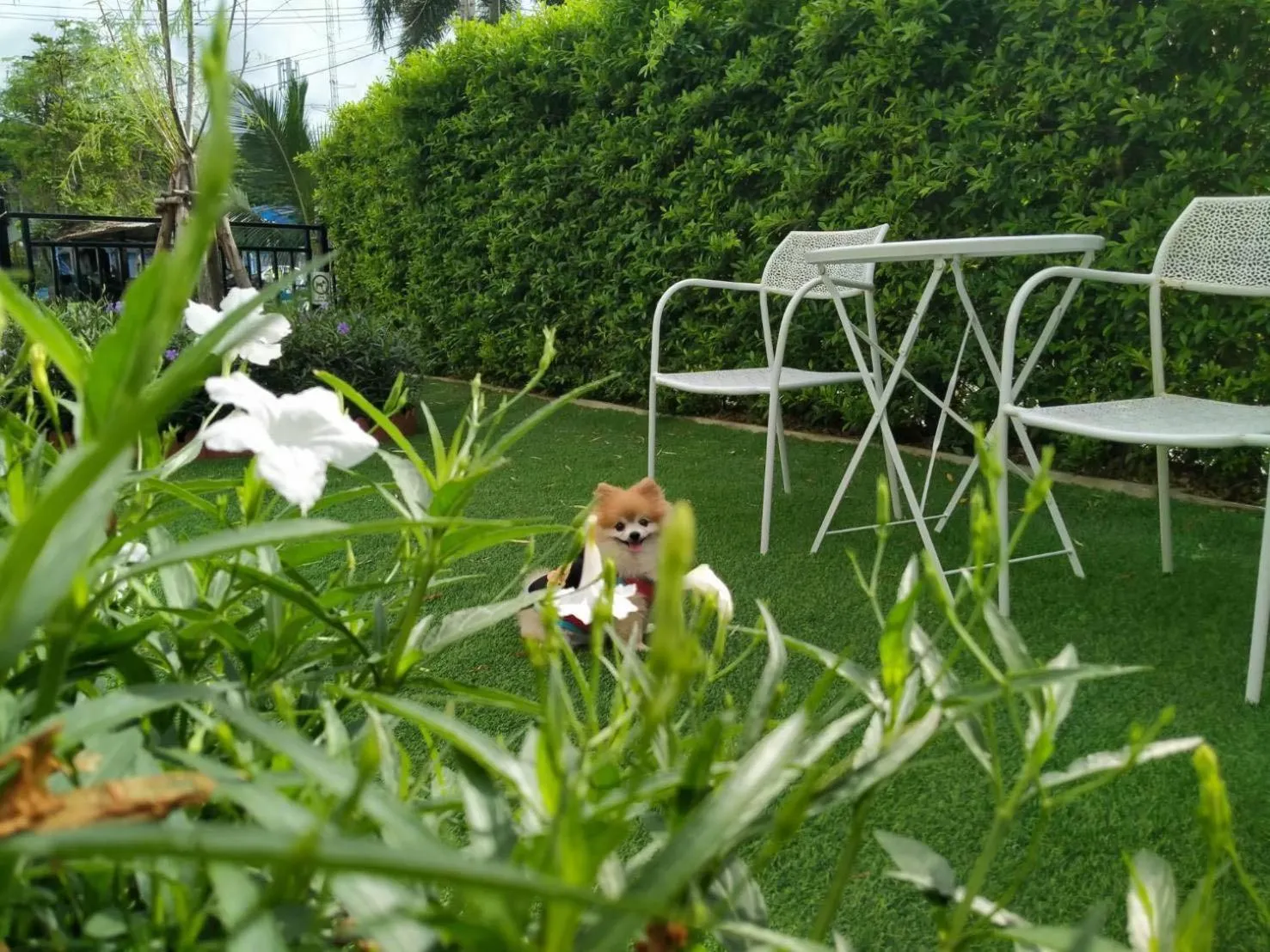 pet friendly in Christella Hotel Laemchabang