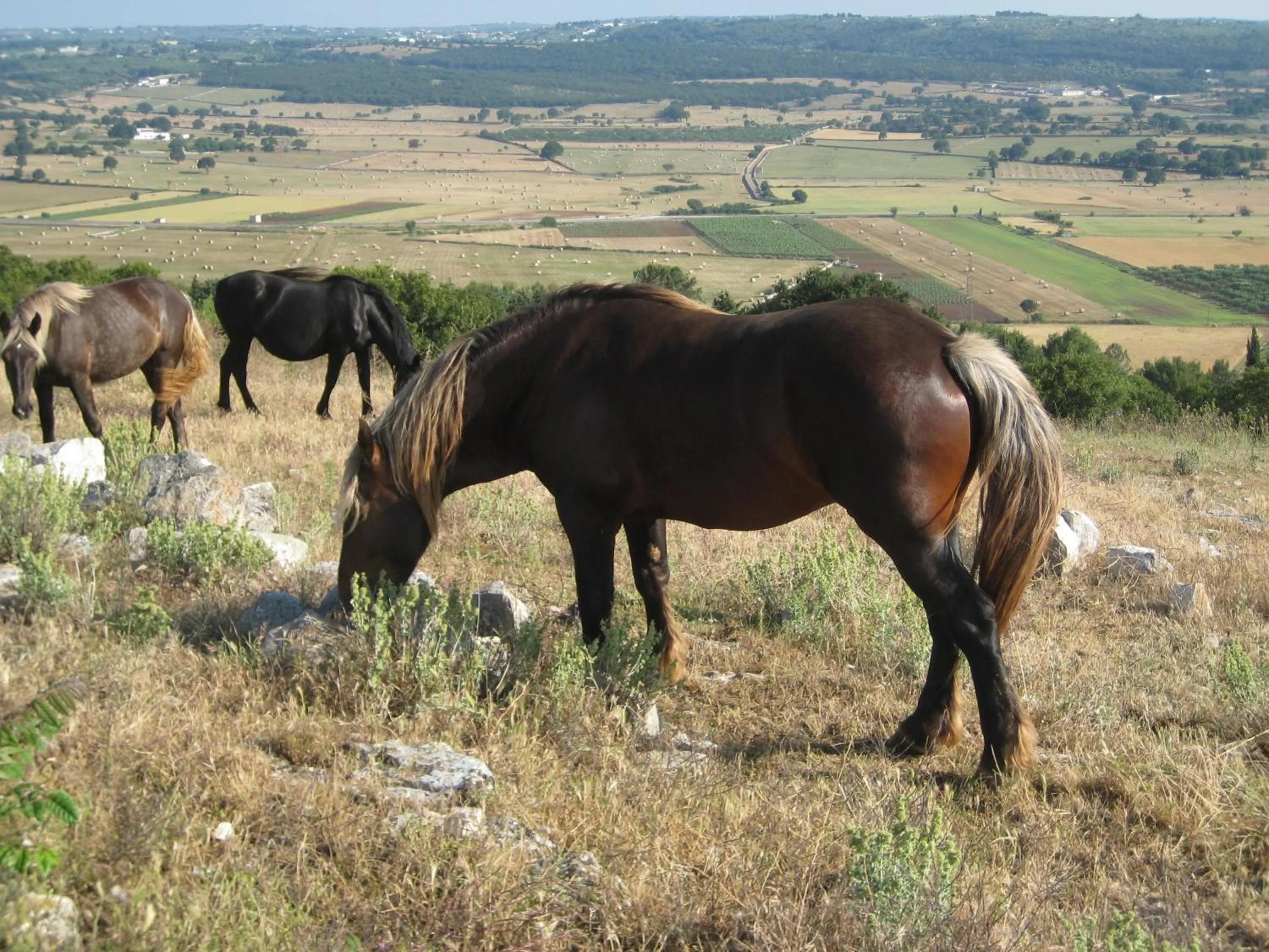 Area and facilities in Masseria Torricella