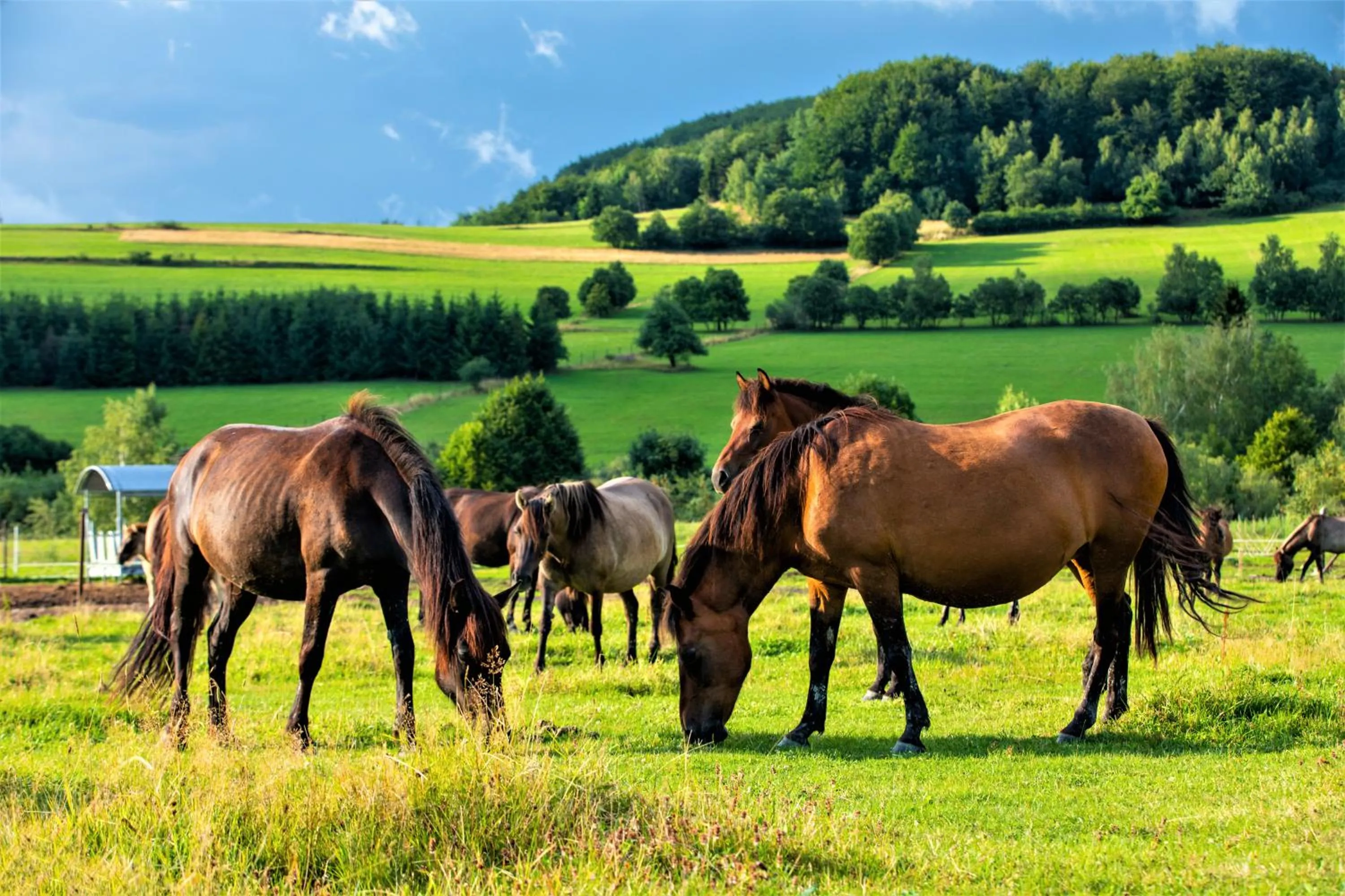 Natural landscape in Końska Dolina