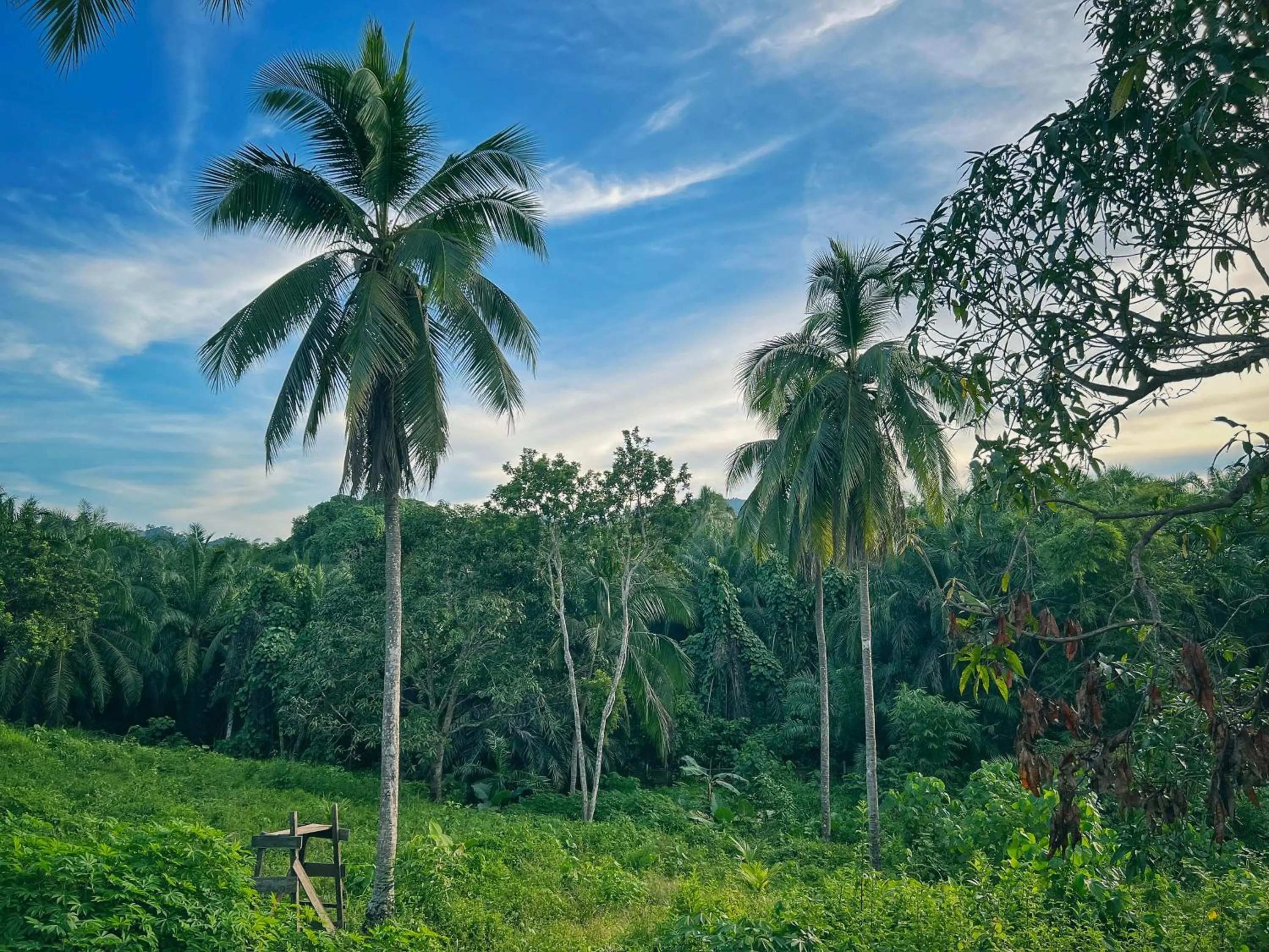 Natural landscape in Timba Garden FREE TOWN AND JETTY TRANSPORT