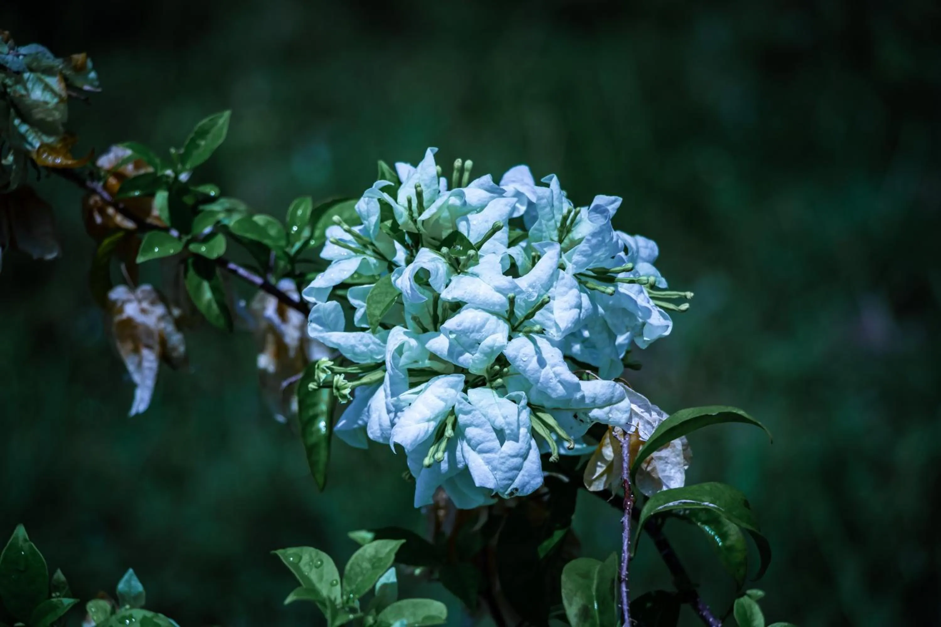Garden view in Timba Garden FREE TOWN AND JETTY TRANSPORT