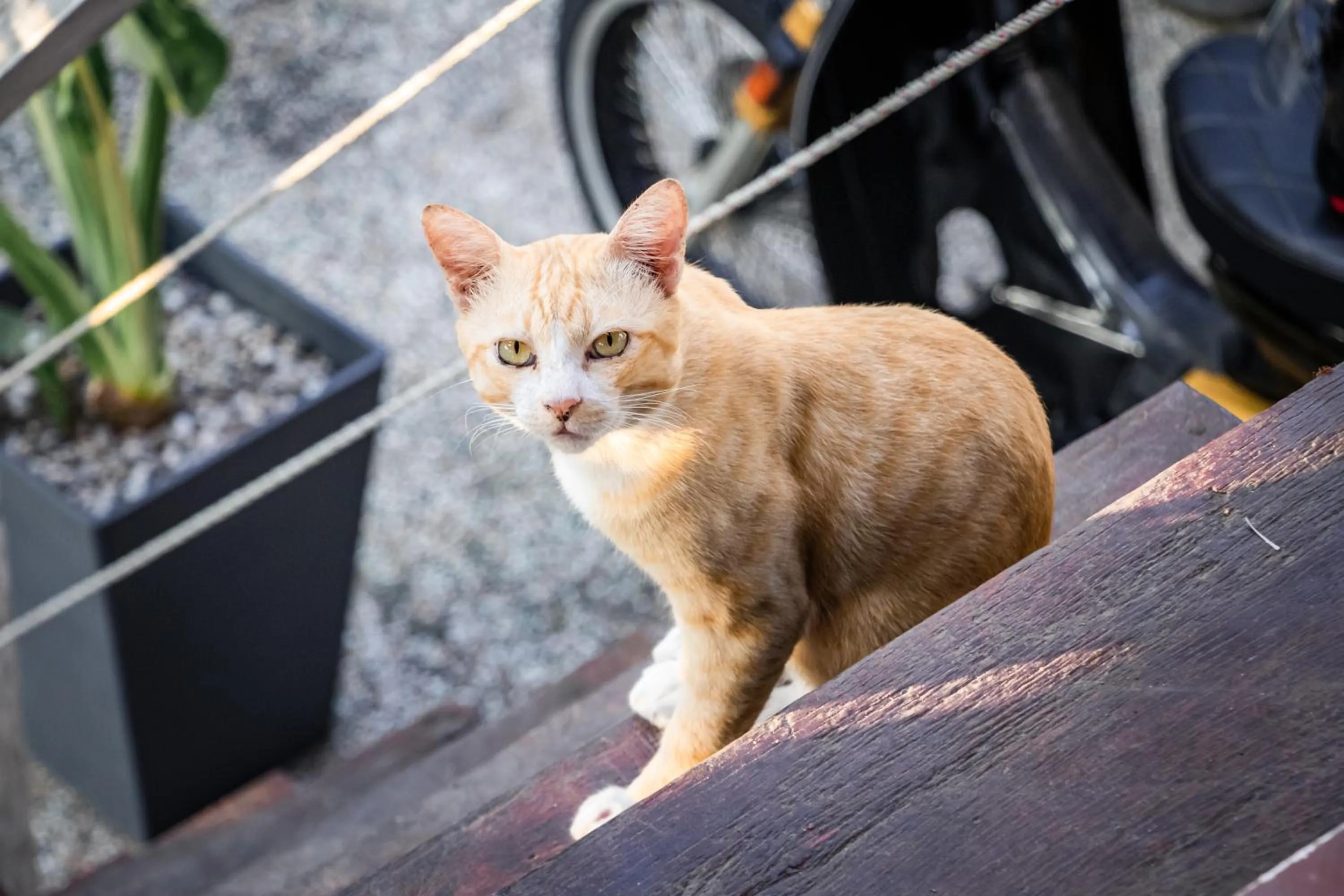 Animals in Timba Garden FREE TOWN AND JETTY TRANSPORT