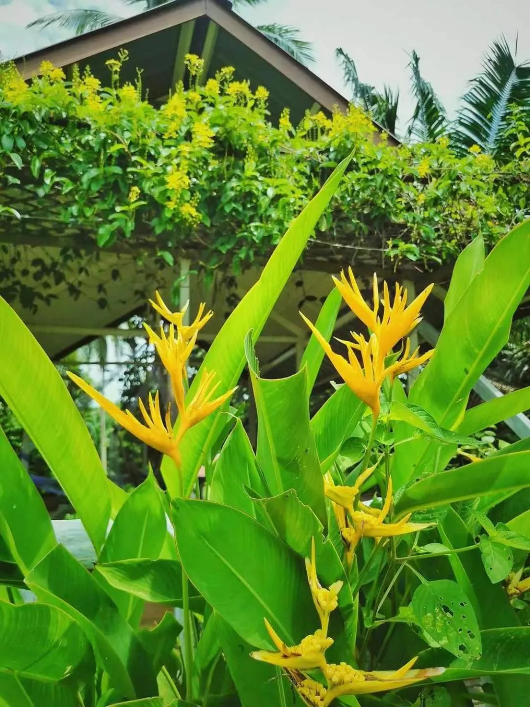 Garden view in Timba Garden FREE TOWN AND JETTY TRANSPORT