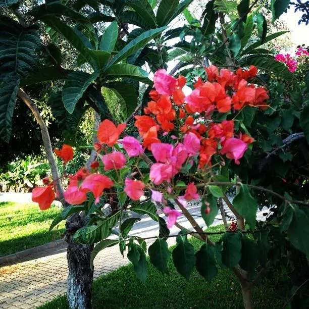 Garden in Bare Hill Holiday Apartments