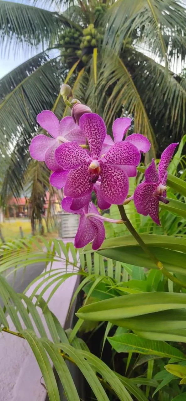 Garden in OCEAN LODGE