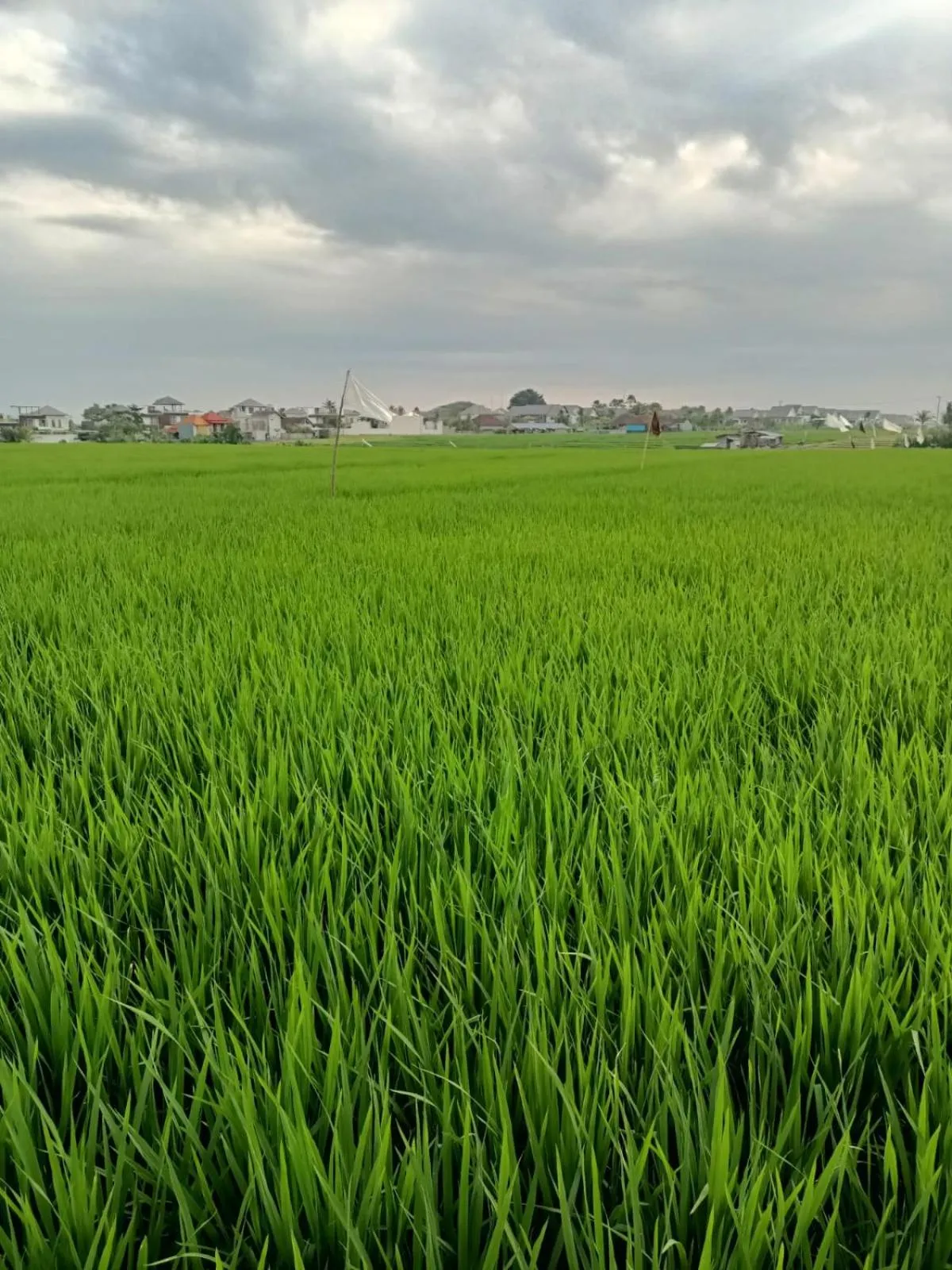 Natural landscape in The Kd Suites & Coffee Shop