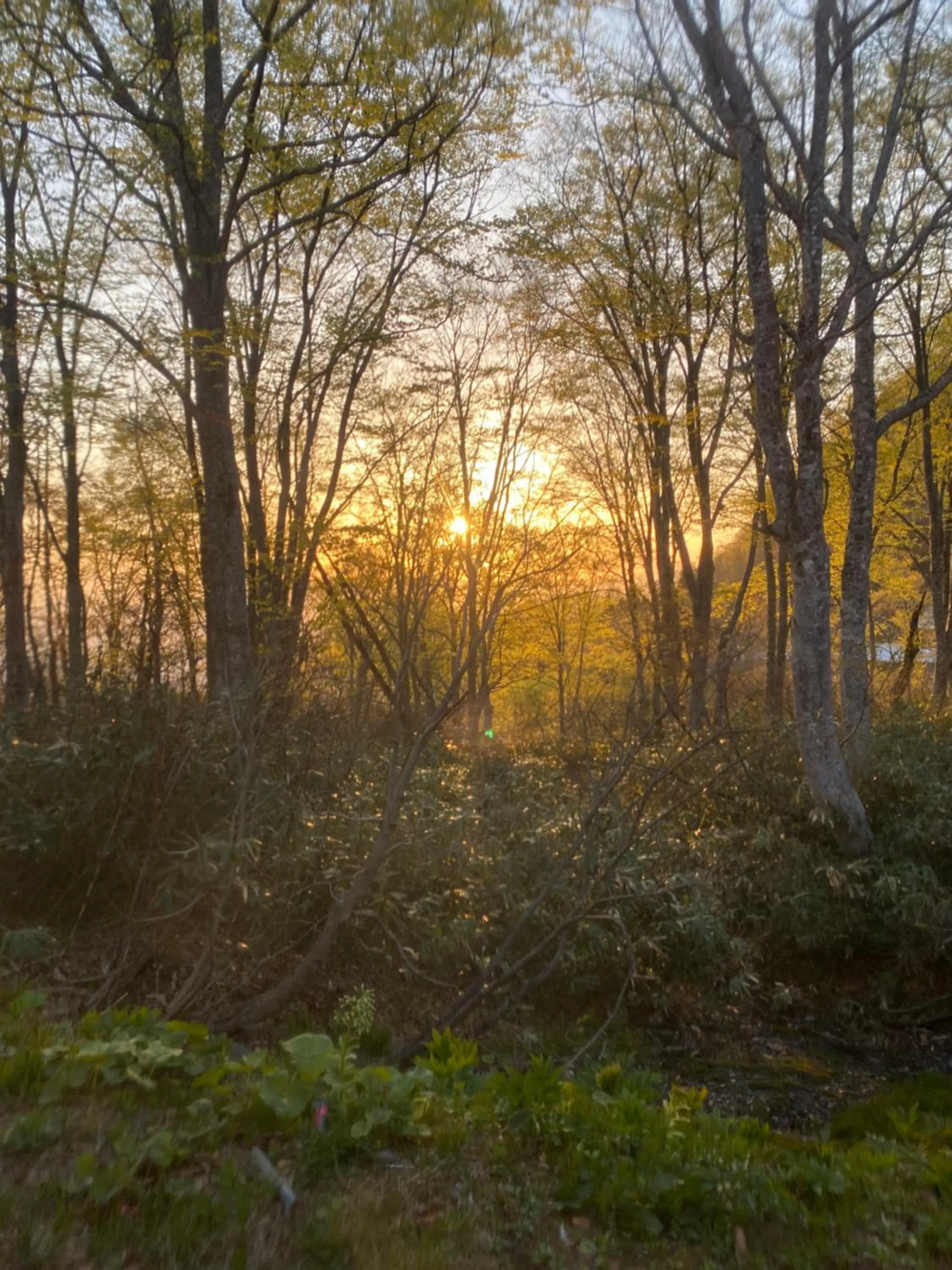Natural landscape in Tsubame Highland Lodge燕ハイランドロッジ