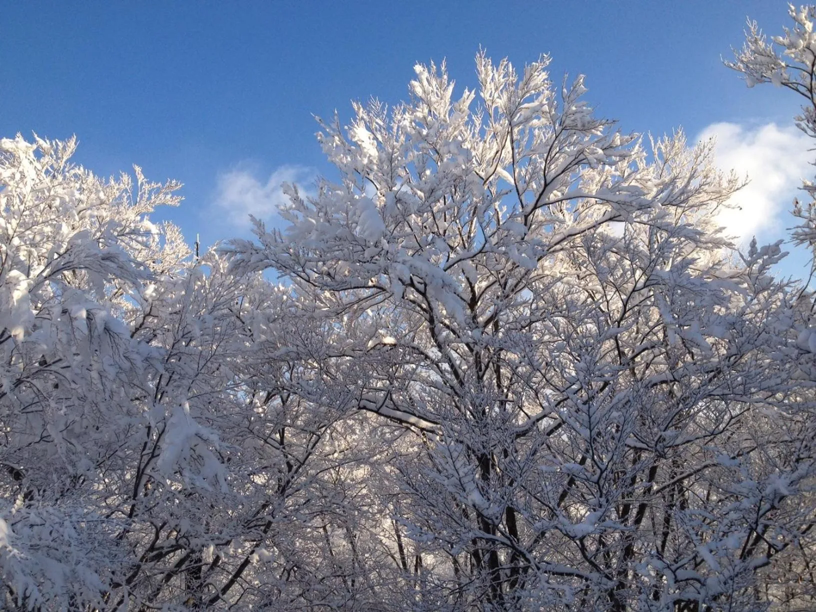 Natural landscape in Tsubame Highland Lodge燕ハイランドロッジ