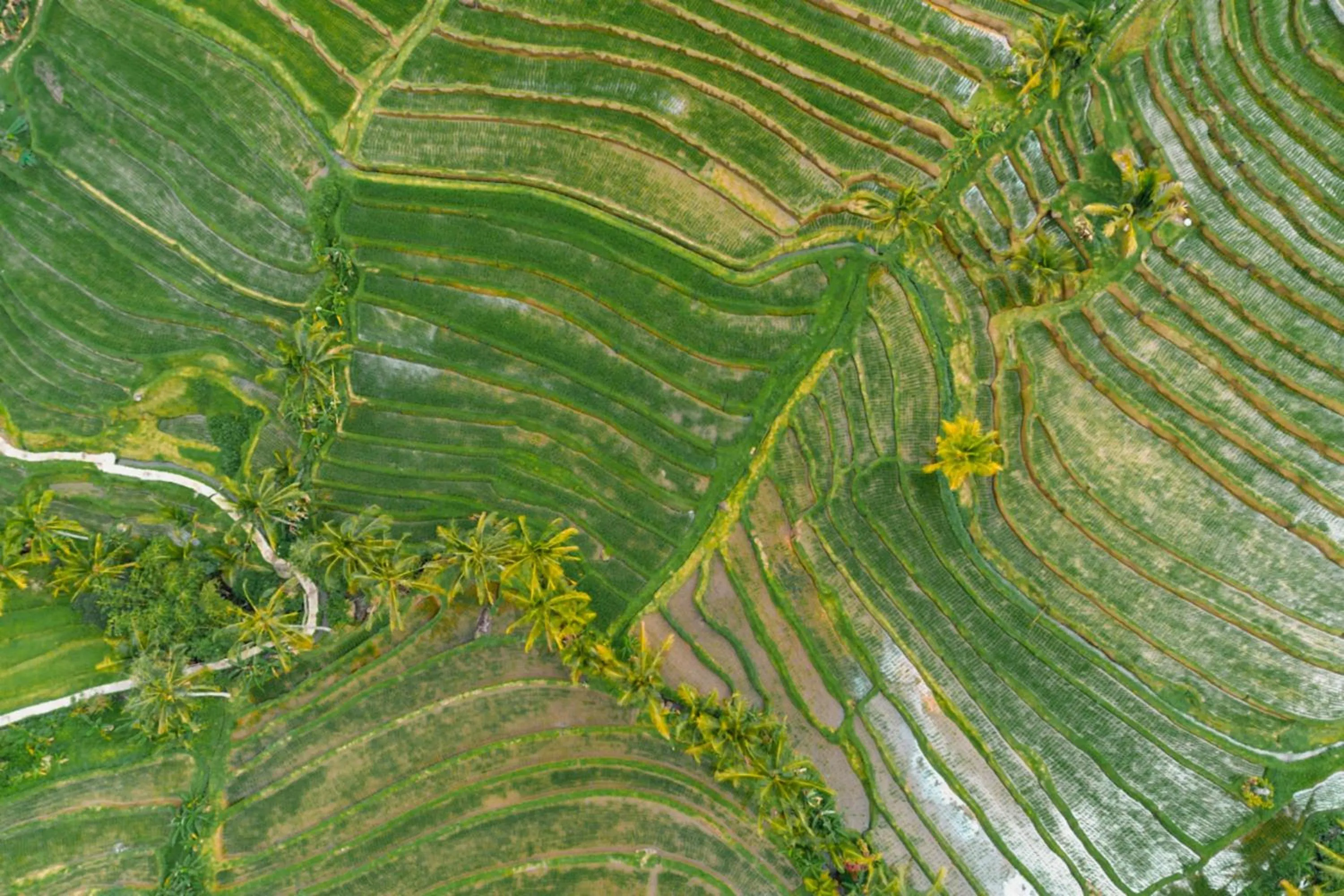 Day in Sang Giri Mountain Tent Resort