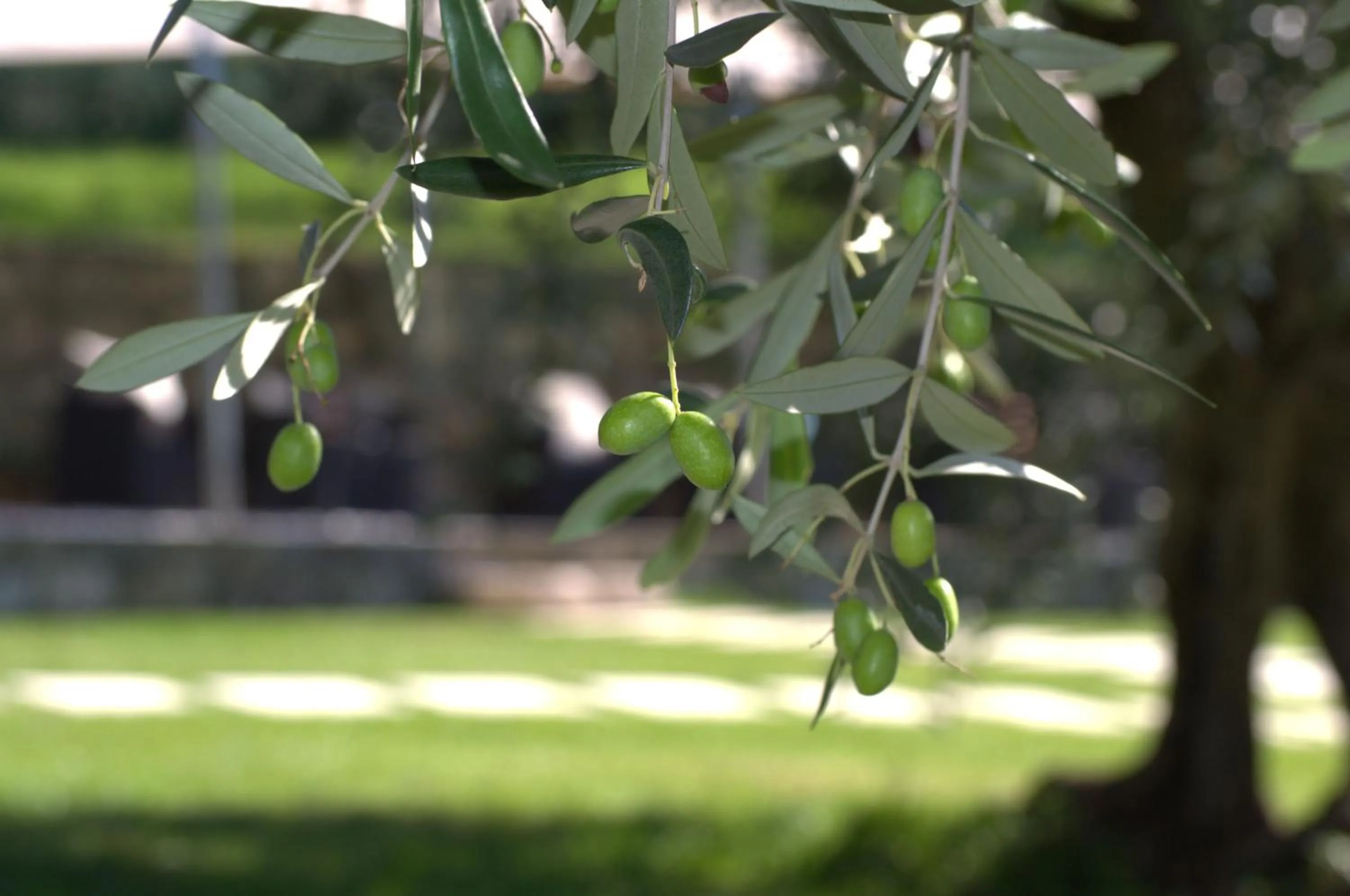 Garden in Guesthouse Grand View