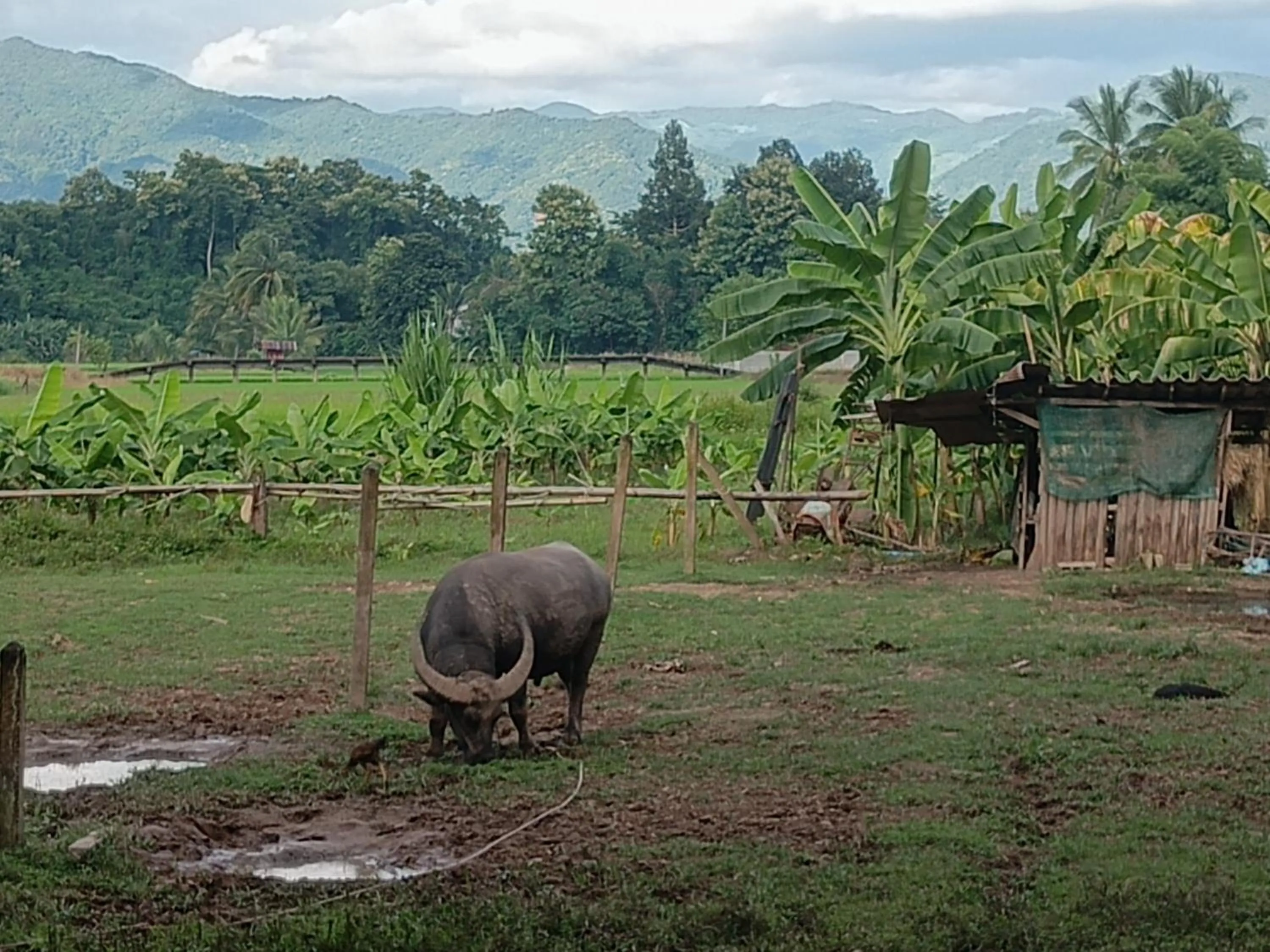 Garden view in THE RIVER RUNS CHIANG KLANG