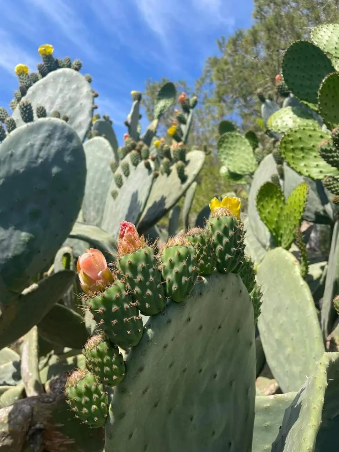 Garden in Bennoc Petit Hotel