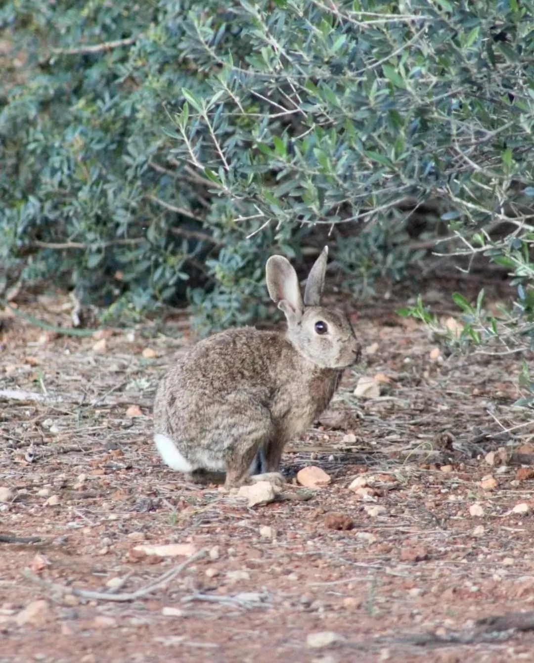 Garden in Bennoc Petit Hotel