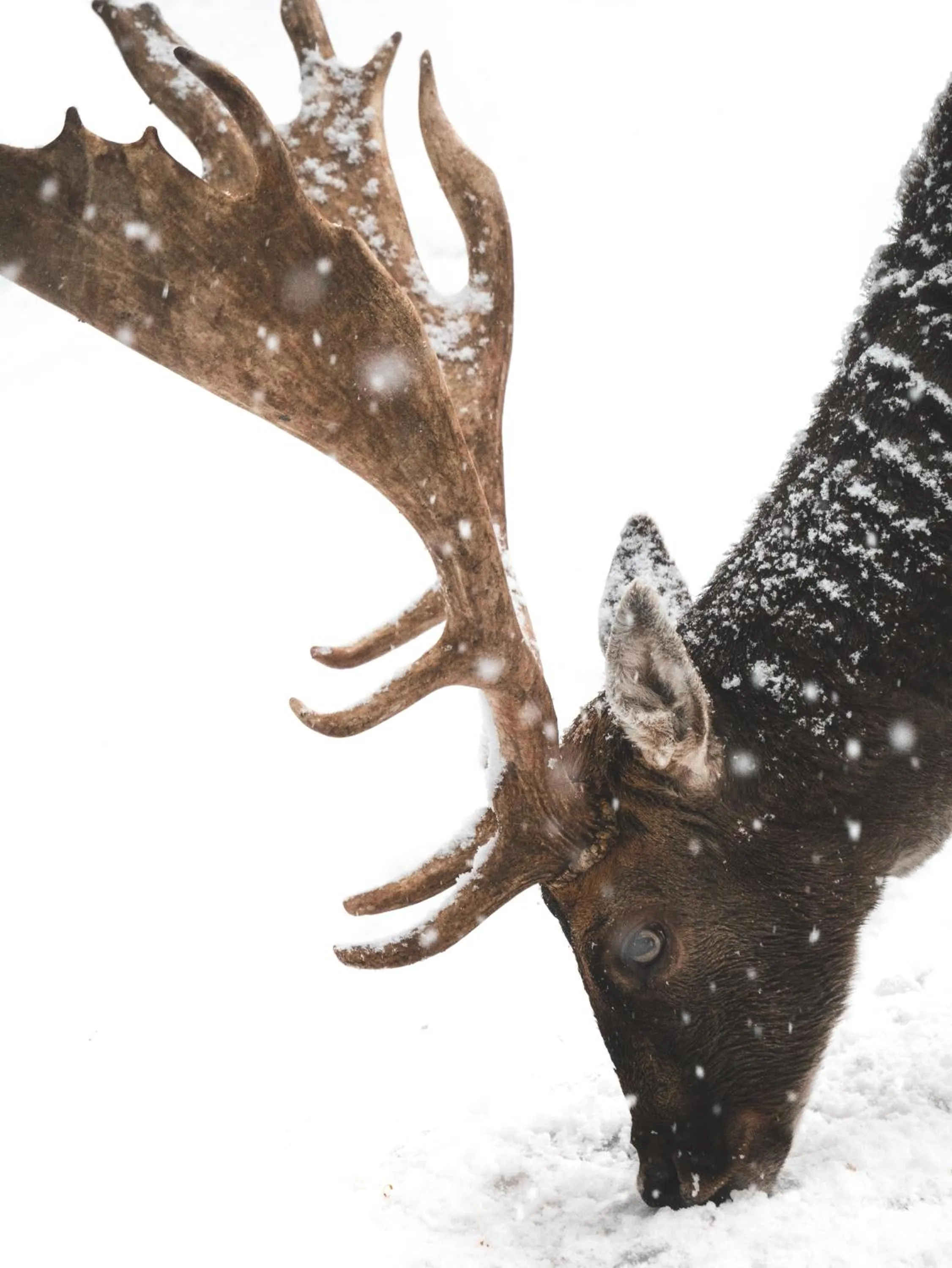 Animals in Te'Dreri - Llogora Tourist Village