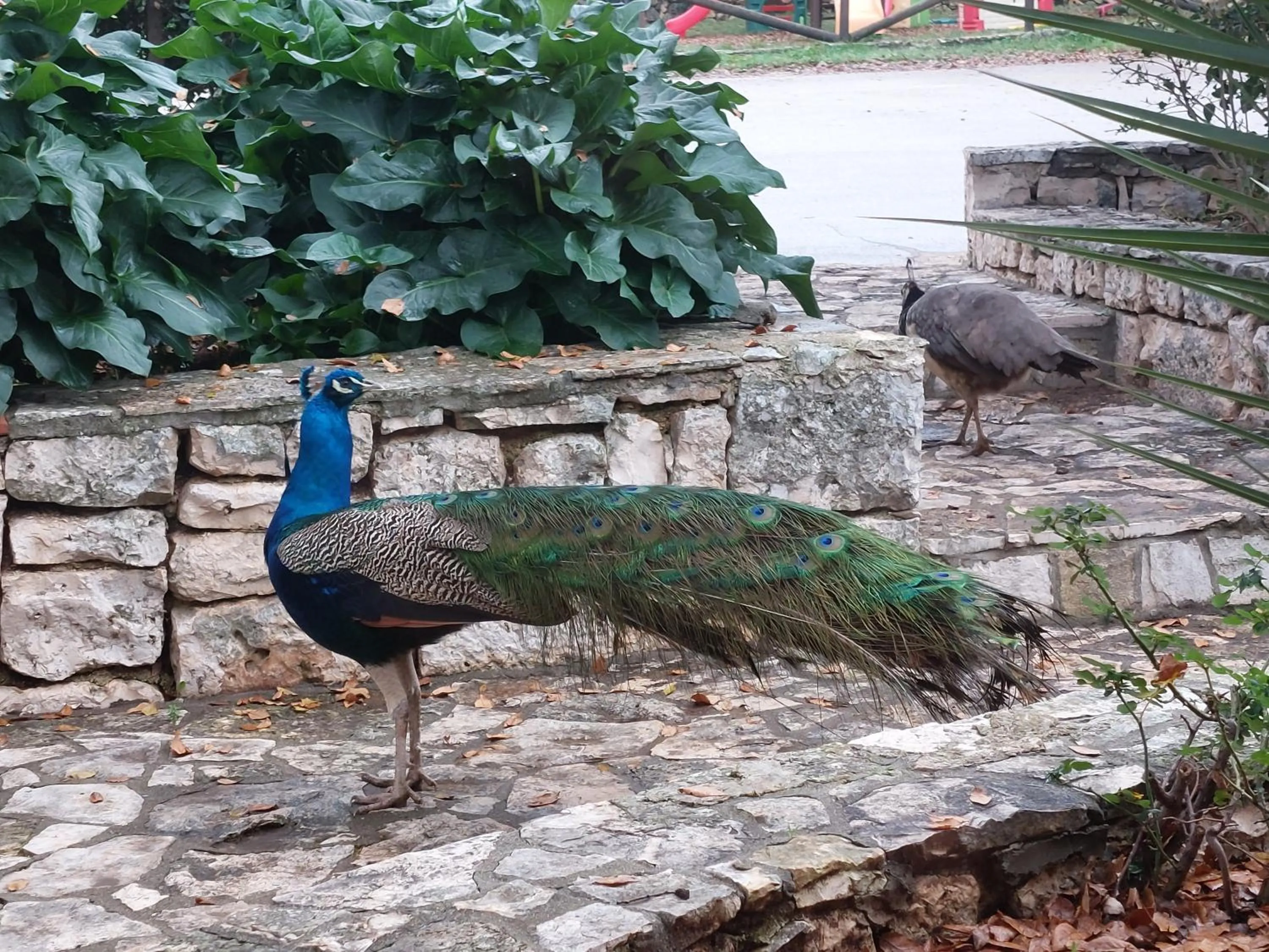 Restaurant/places to eat in Agriturismo Fasano