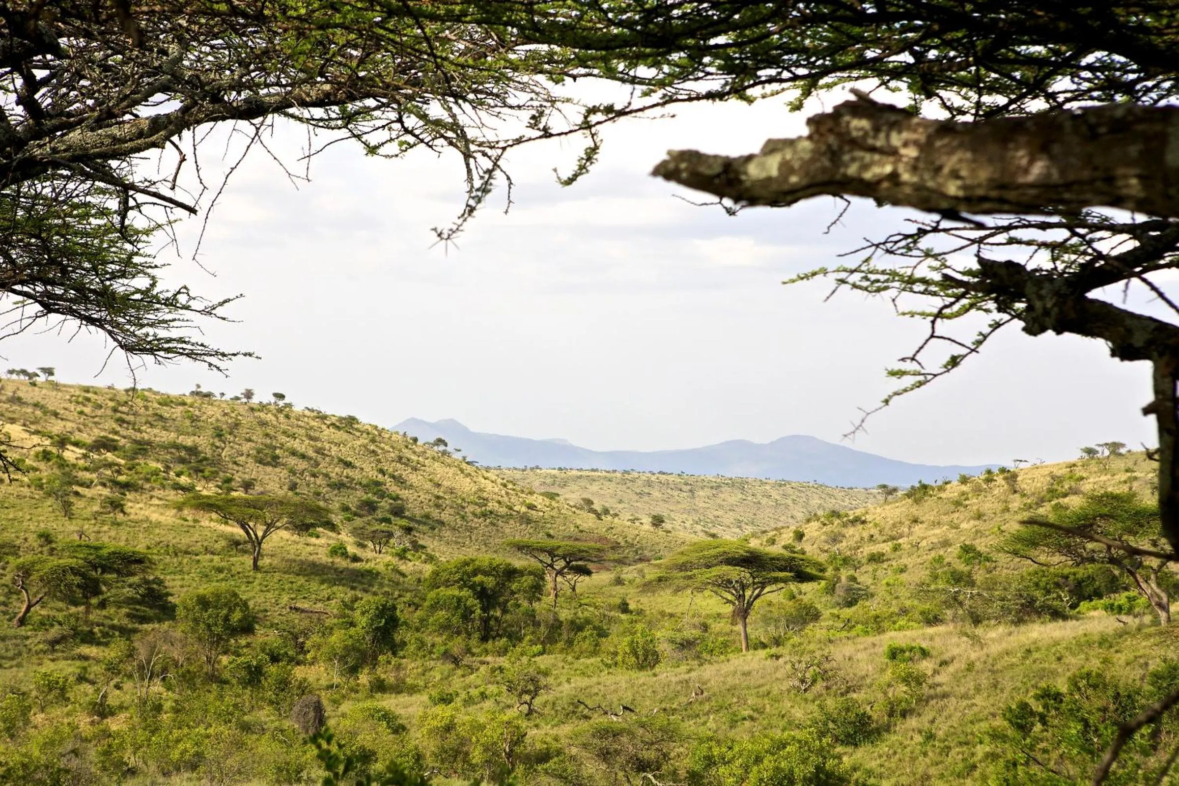 Natural landscape in Elewana Lewa Safari Camp