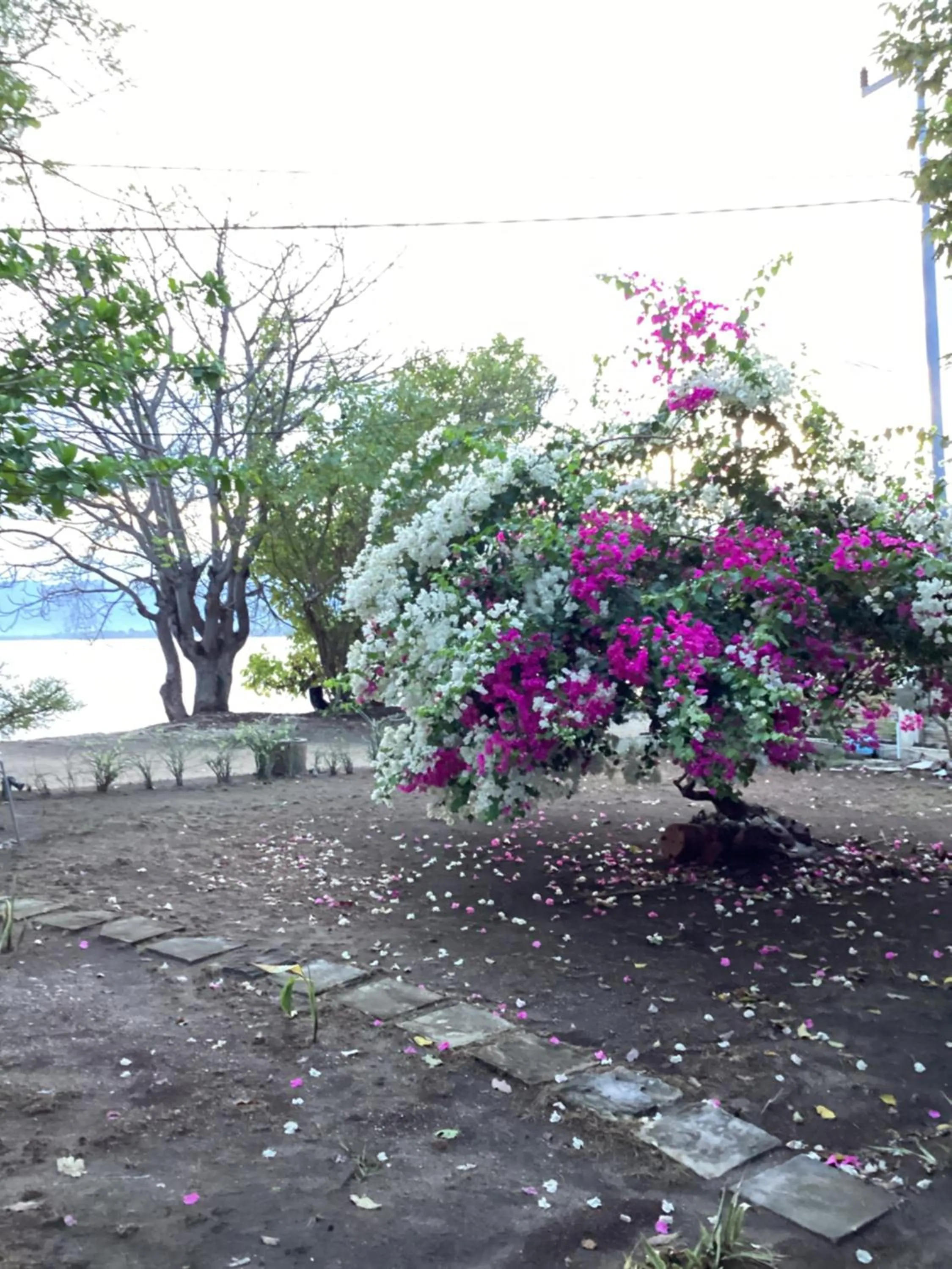 Juliantos by the sea