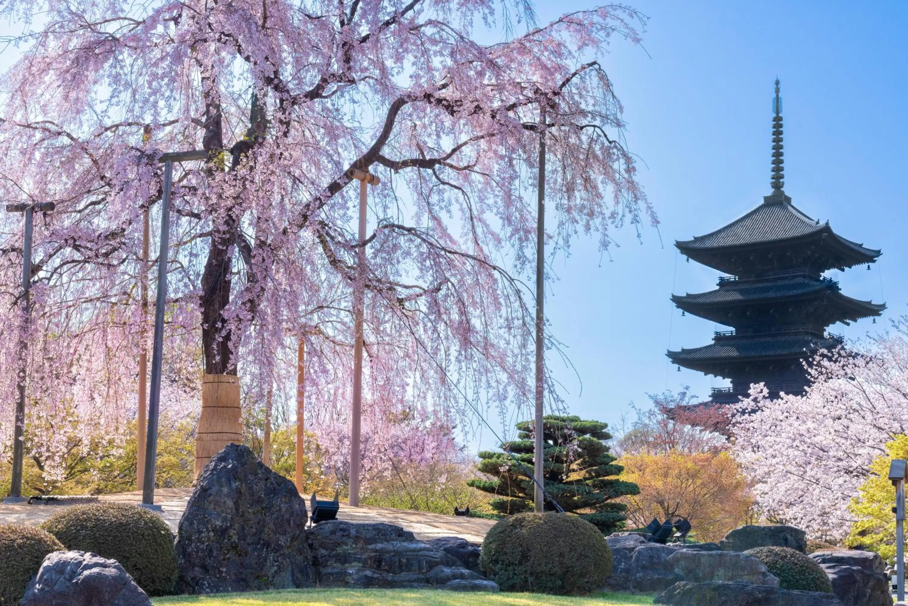 Spring in OMO3 Kyoto Toji by Hoshino Resorts