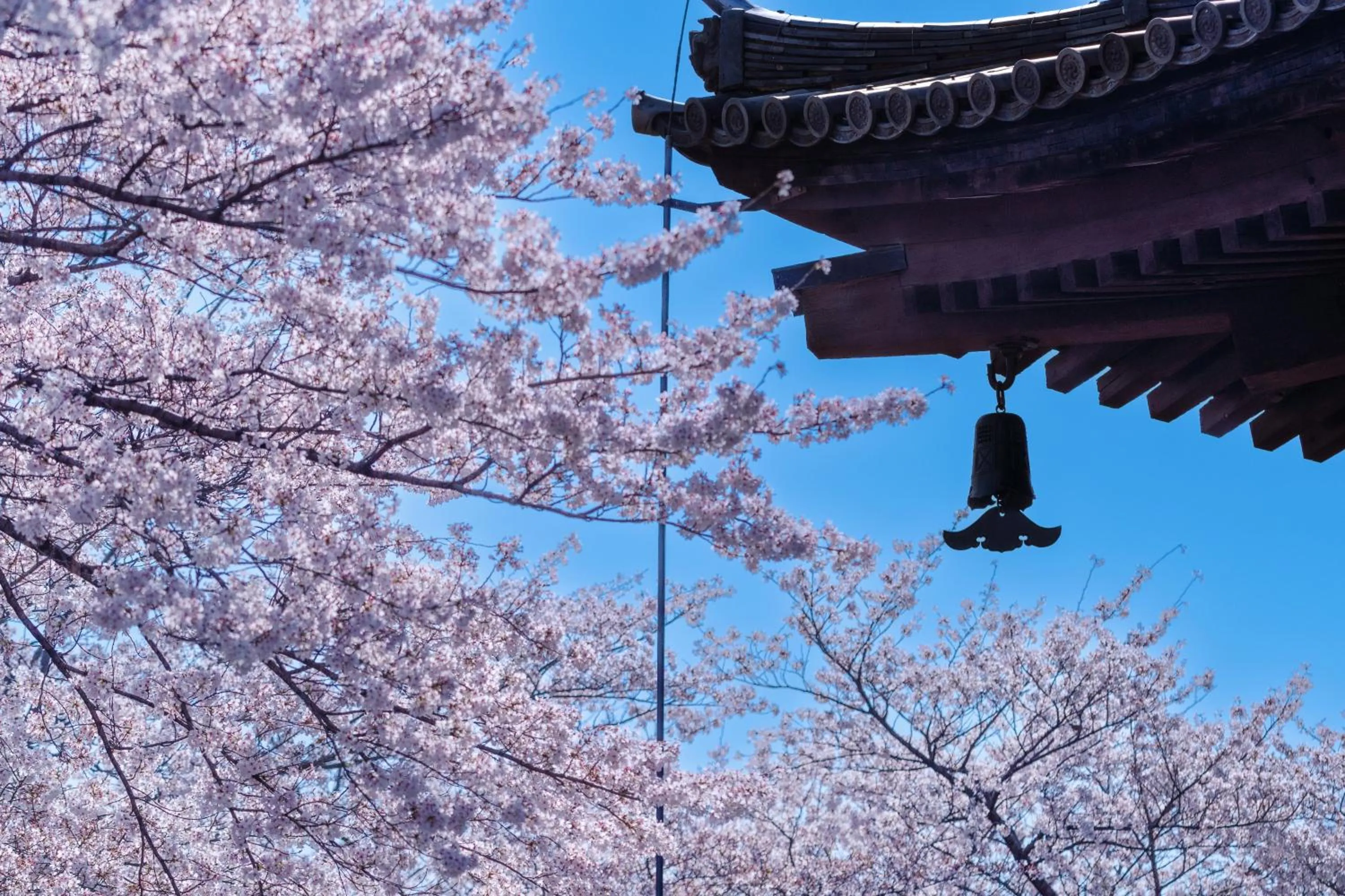 Spring in OMO3 Kyoto Toji by Hoshino Resorts