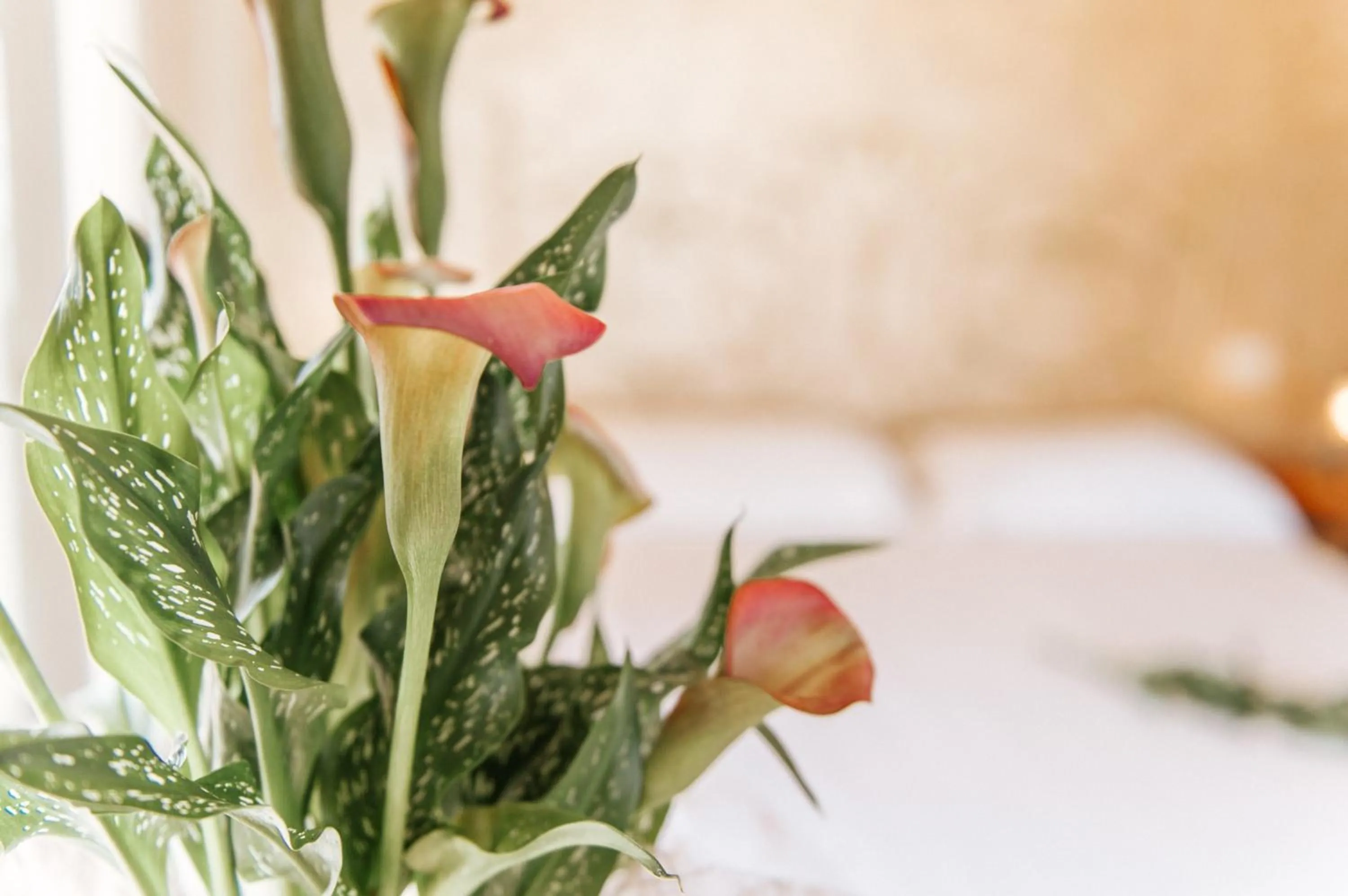Decorative detail, Bed in Hotel Aganoor