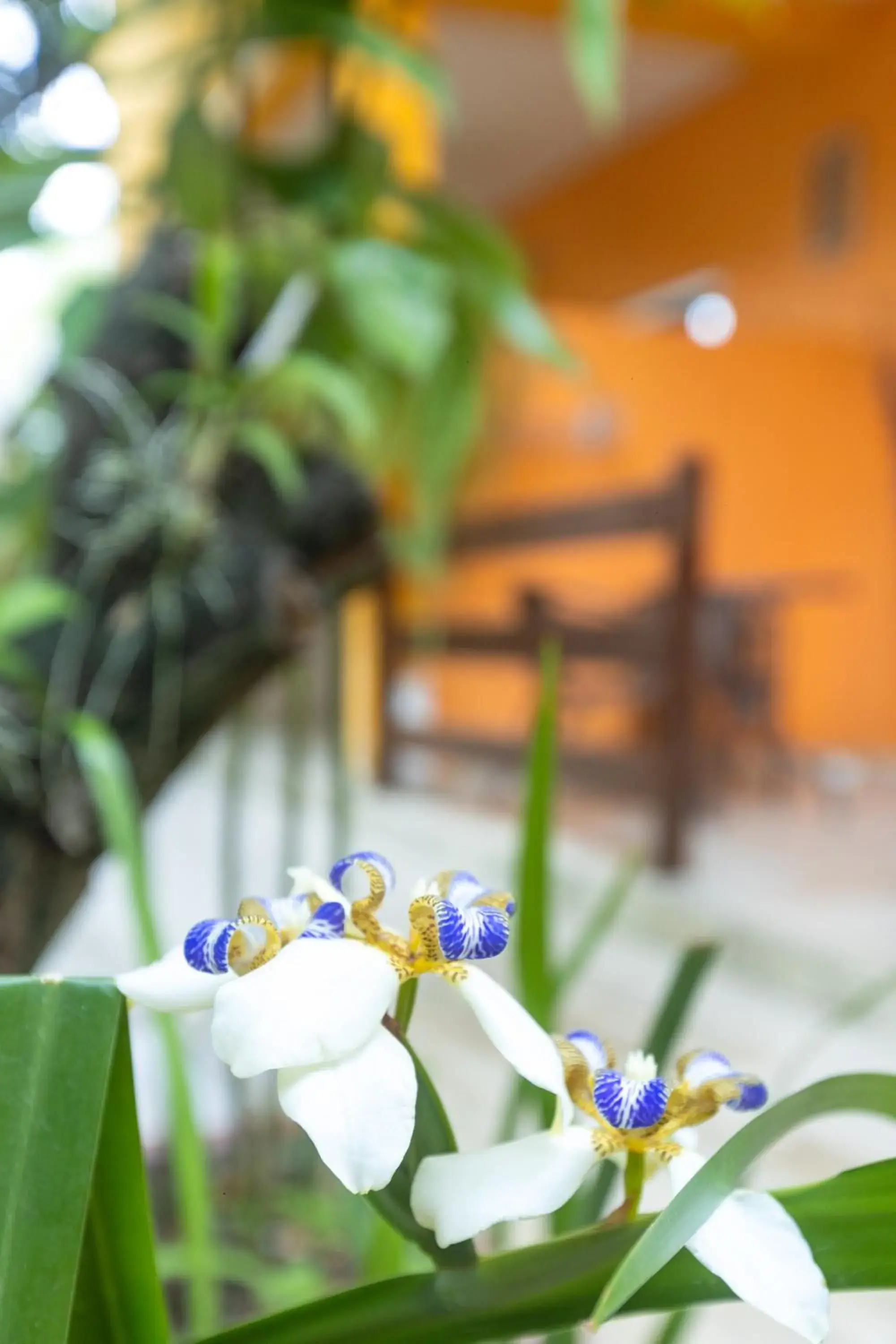 Garden view in Pousada Som dos Pássaros Garden view in Pousada Som dos Pássaros