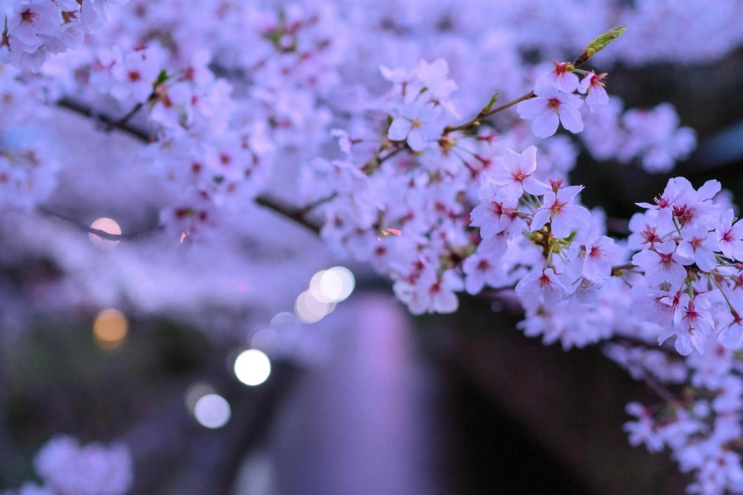 Nearby landmark in OMO5 Kyoto Sanjo by Hoshino Resorts