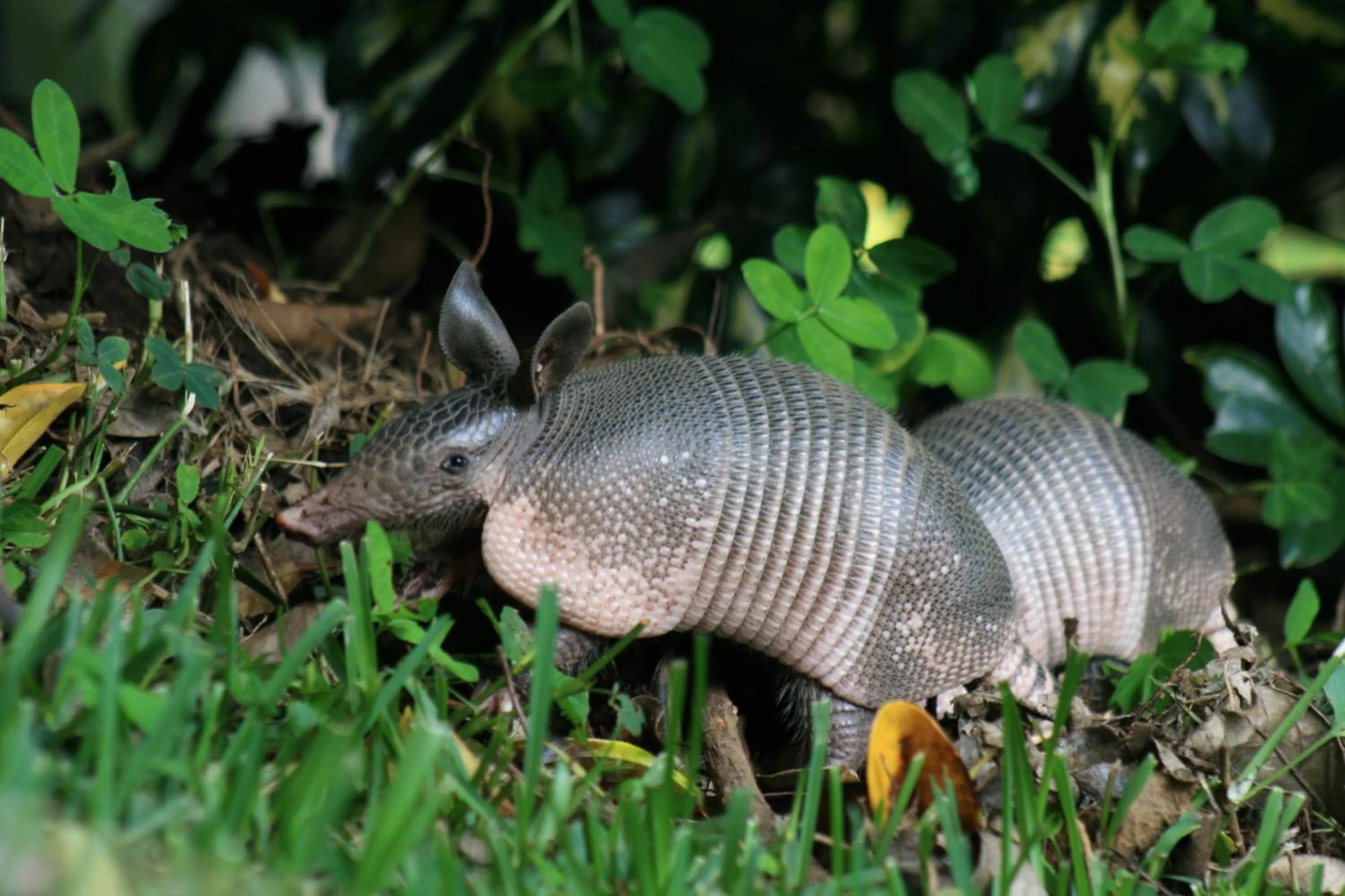 Garden in Los Pinos Cabins & Reserve