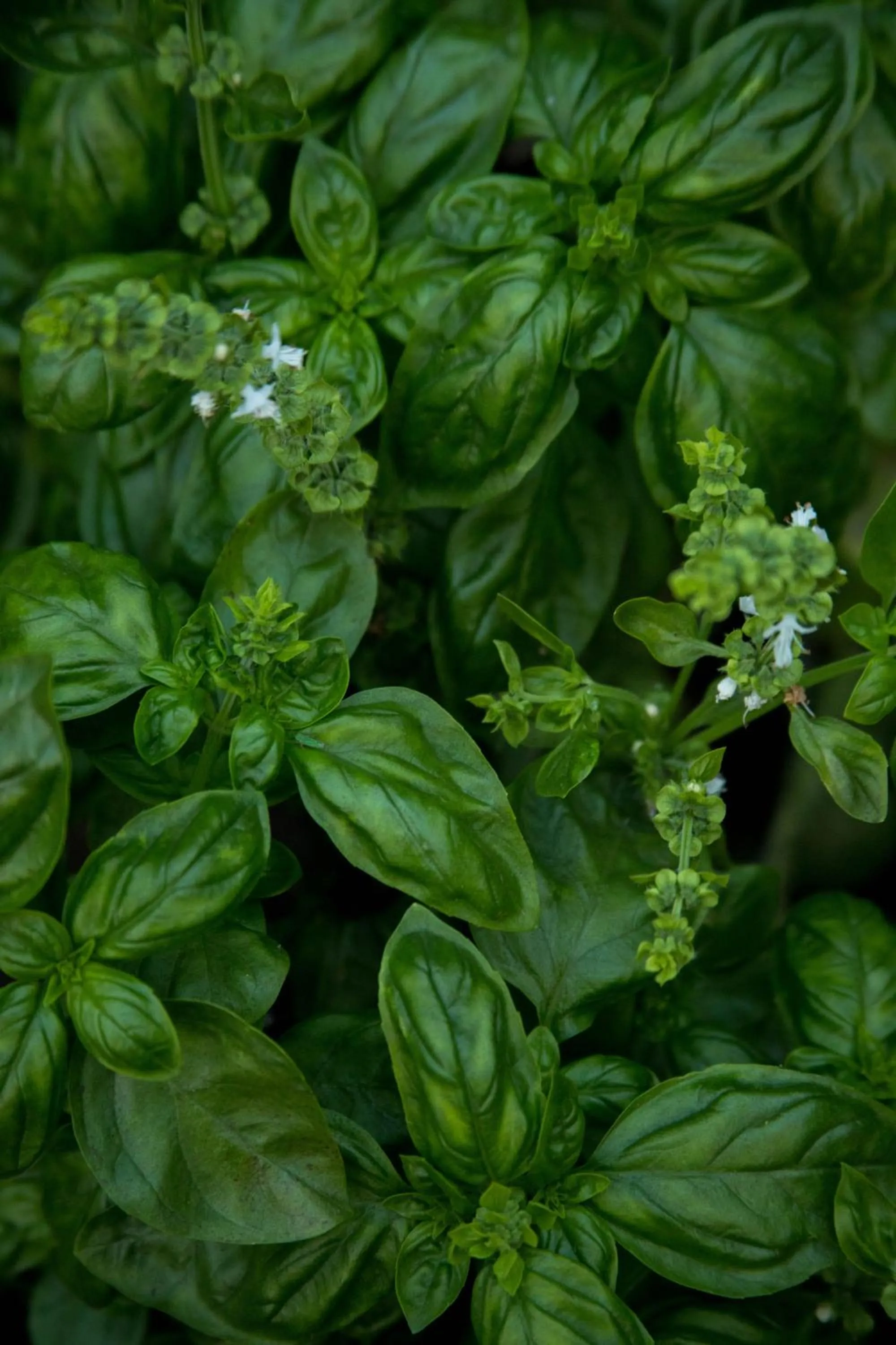 Area and facilities in Los Pinos Cabins & Reserve