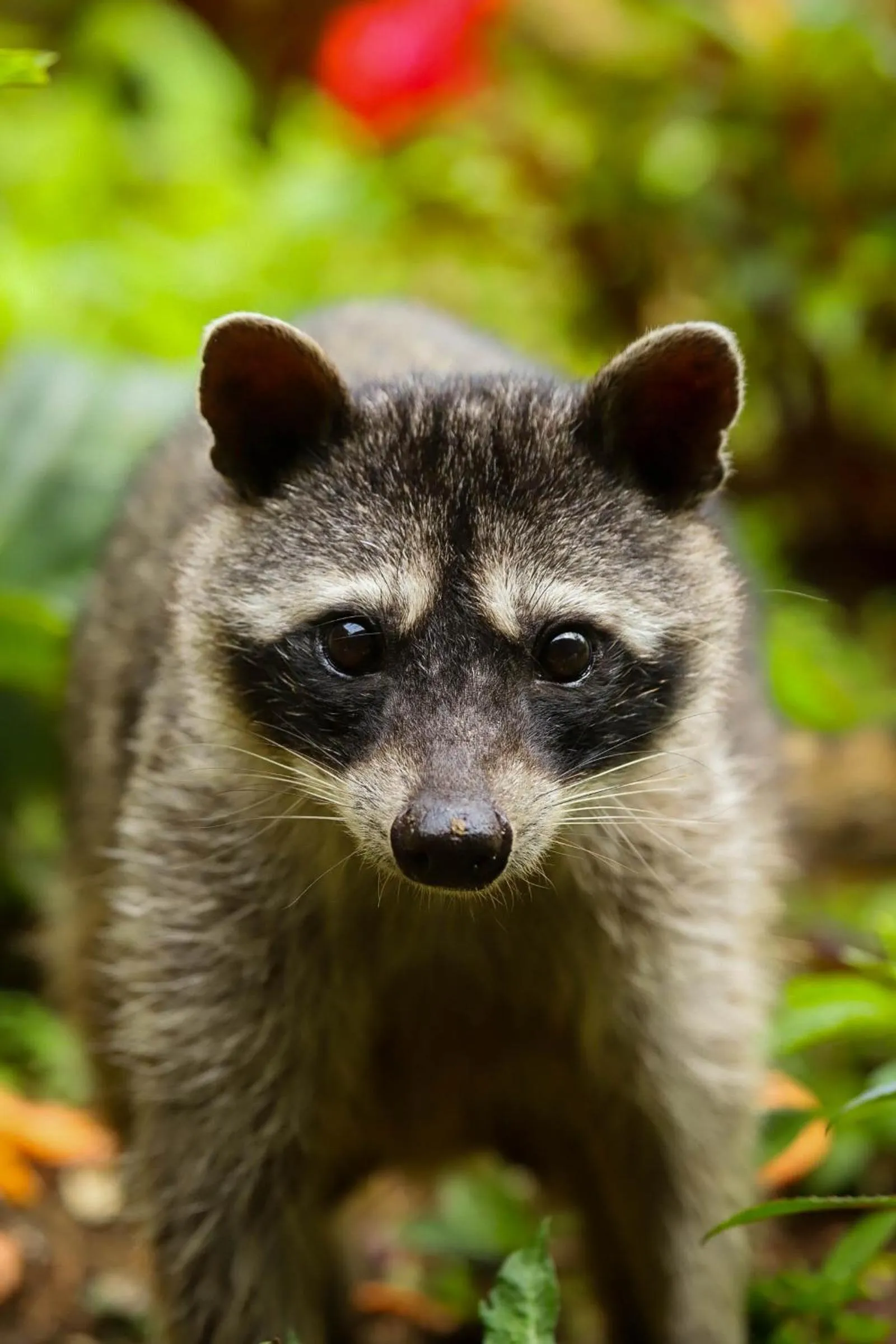 Animals in Los Pinos Cabins & Reserve