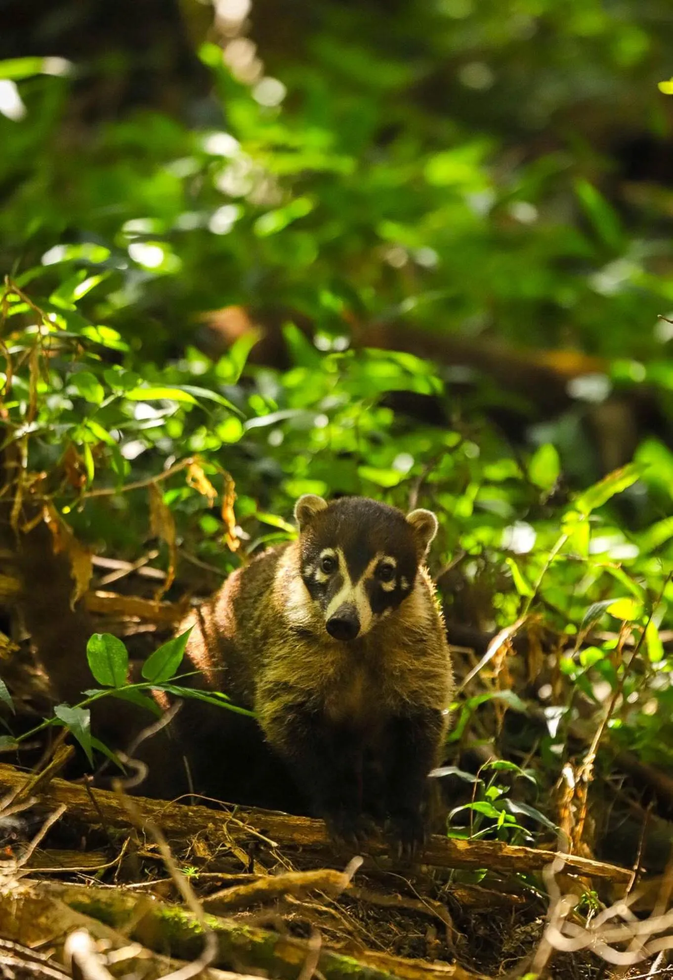 Animals in Los Pinos Cabins & Reserve