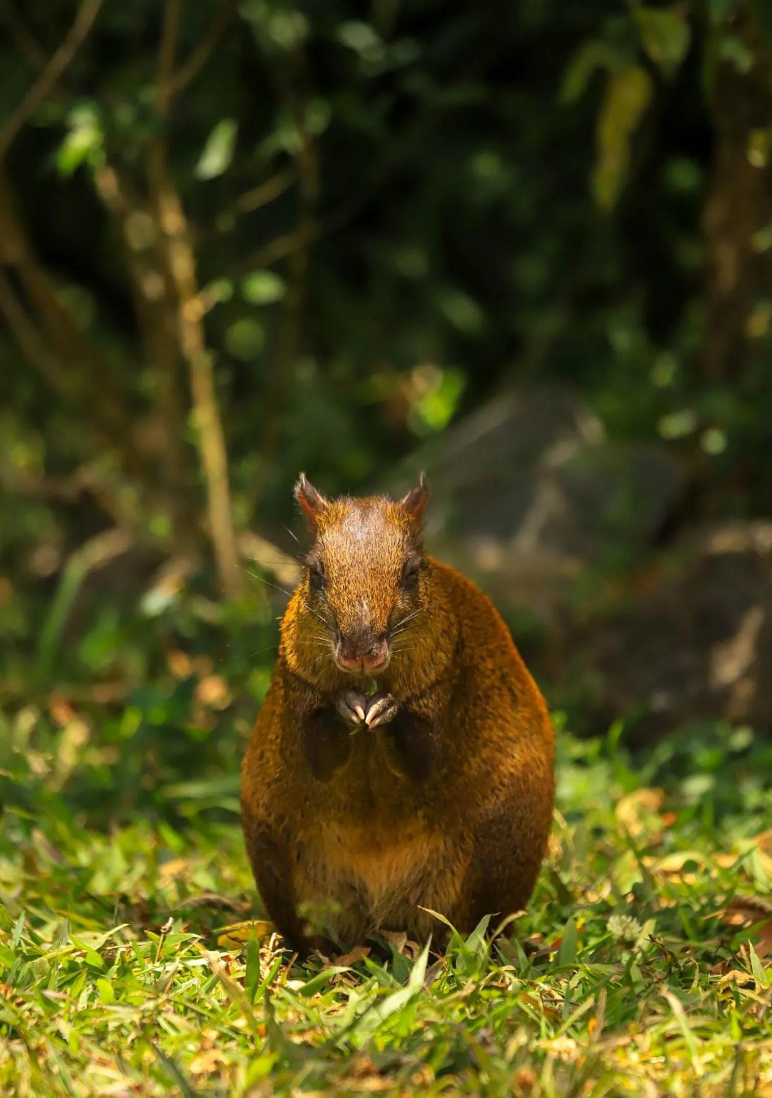 Animals in Los Pinos Cabins & Reserve