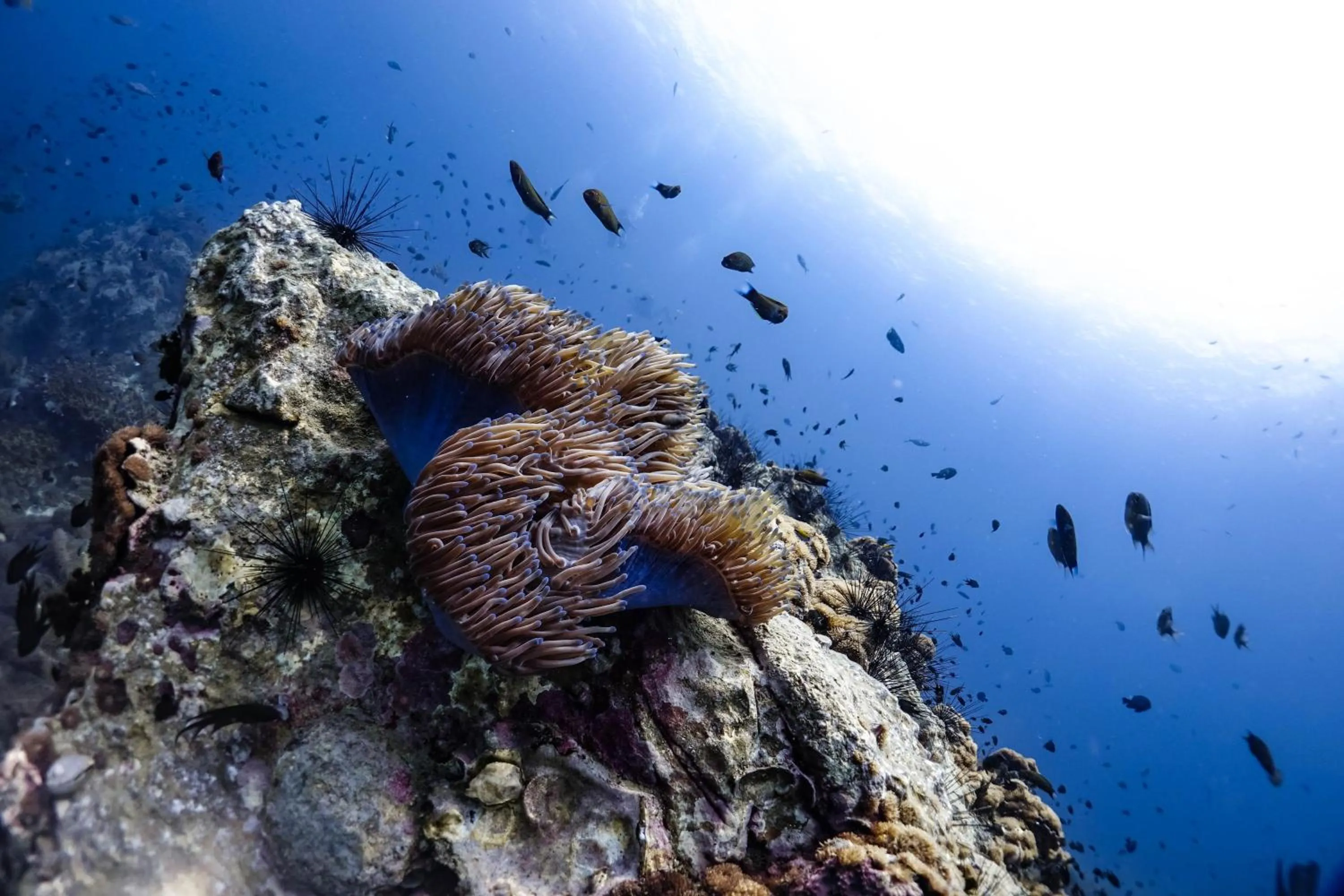 Snorkeling in Hydronauts Diving Resort - Koh Tao