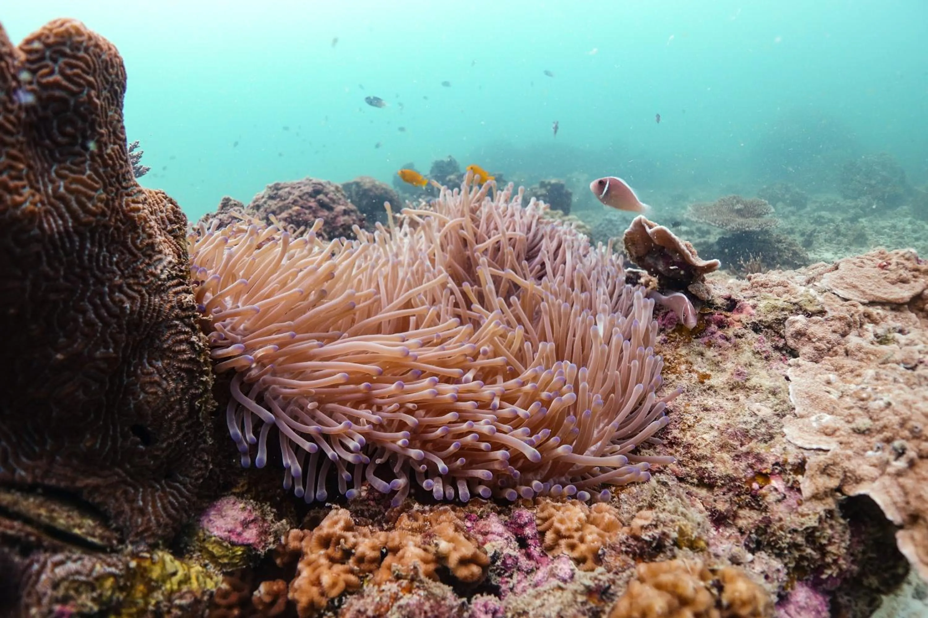 Natural landscape in Hydronauts Diving Resort - Koh Tao