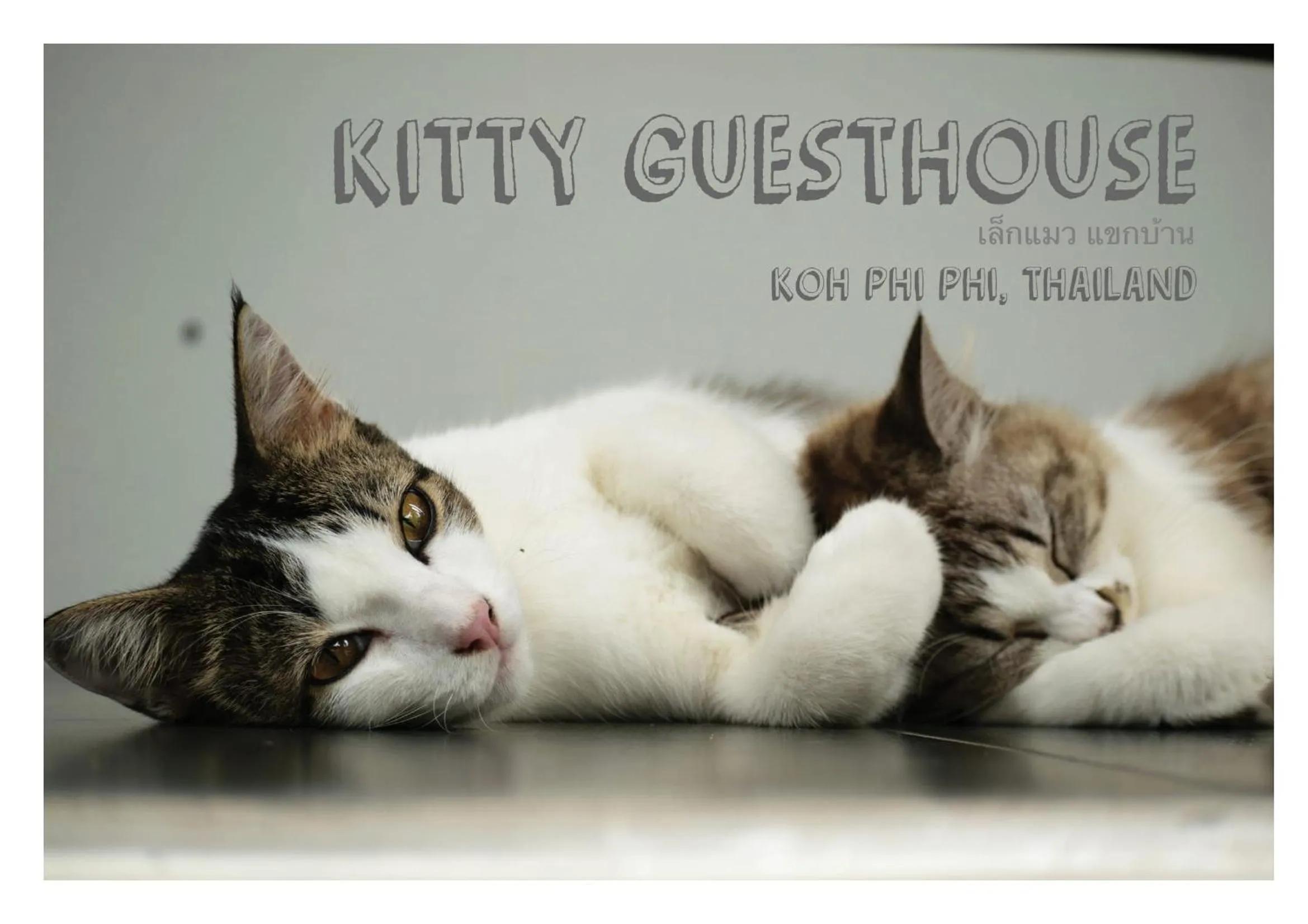 Animals in Kitty Guesthouse