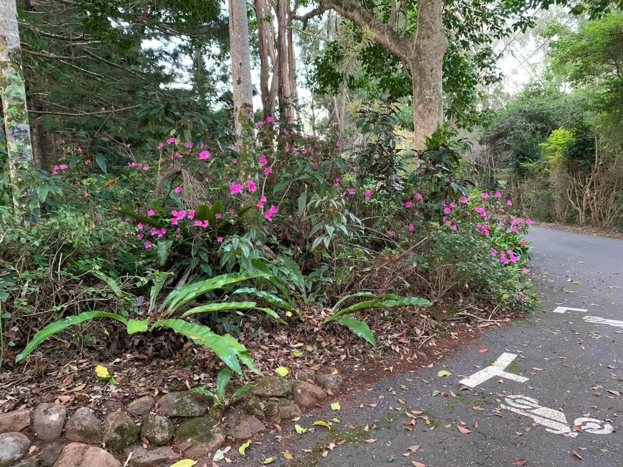 Garden view in Montville Country Cabins