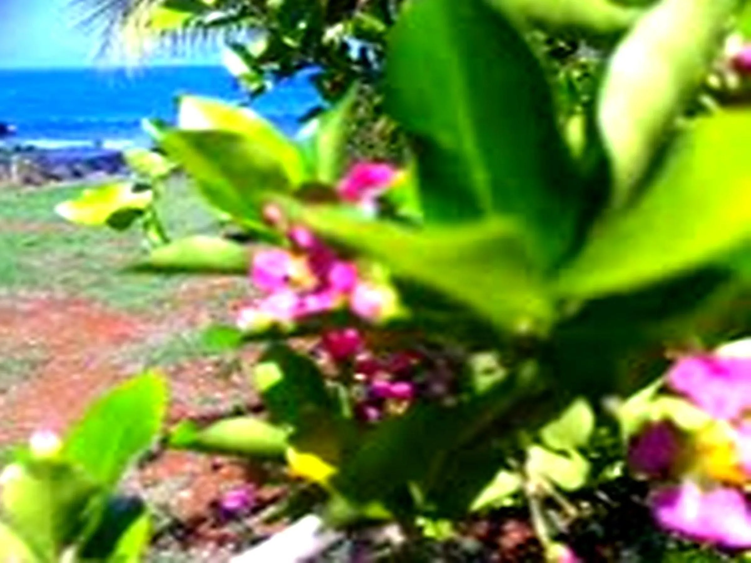 Garden view in Villa Osiris