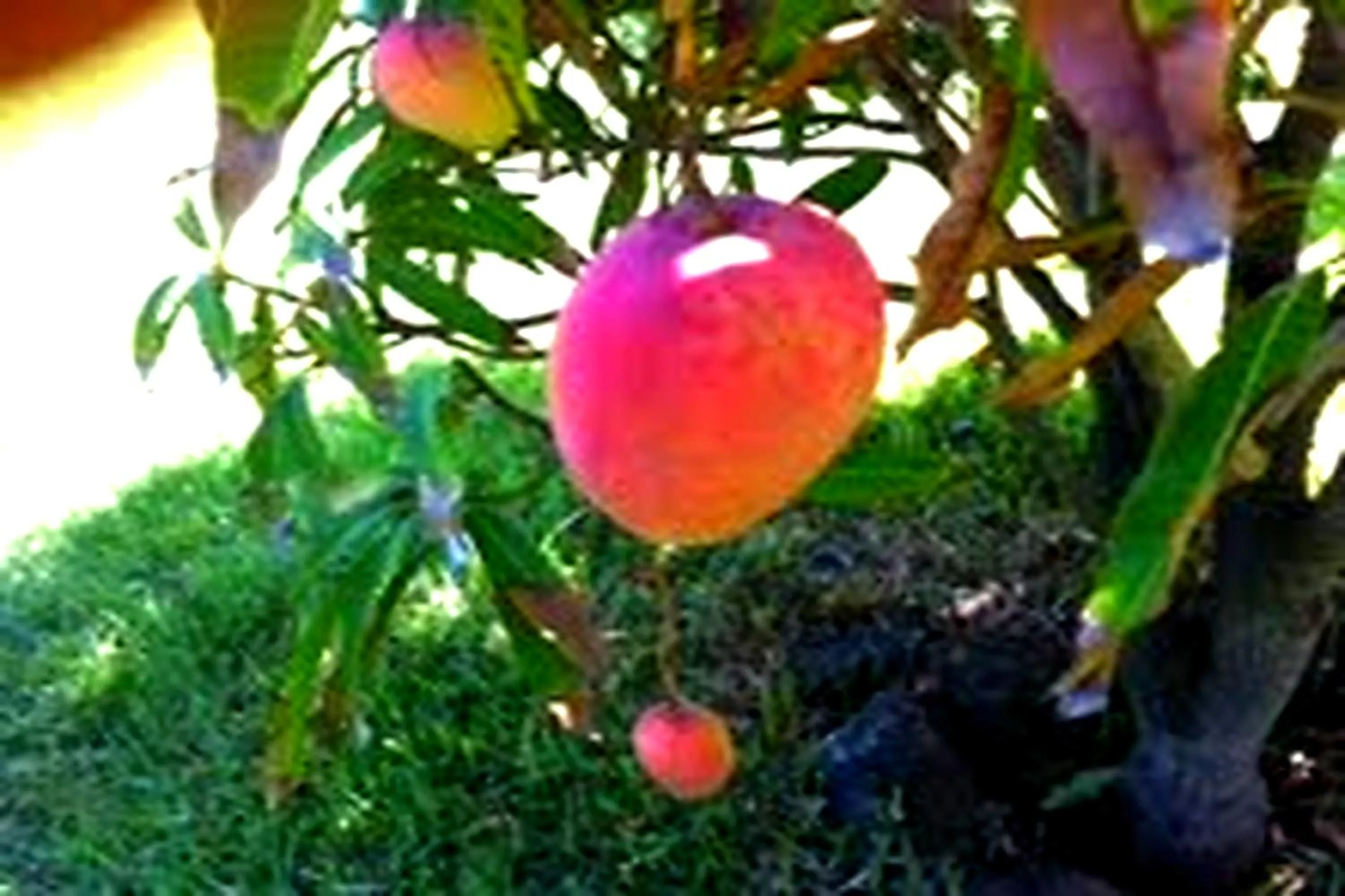 Garden in Villa Osiris