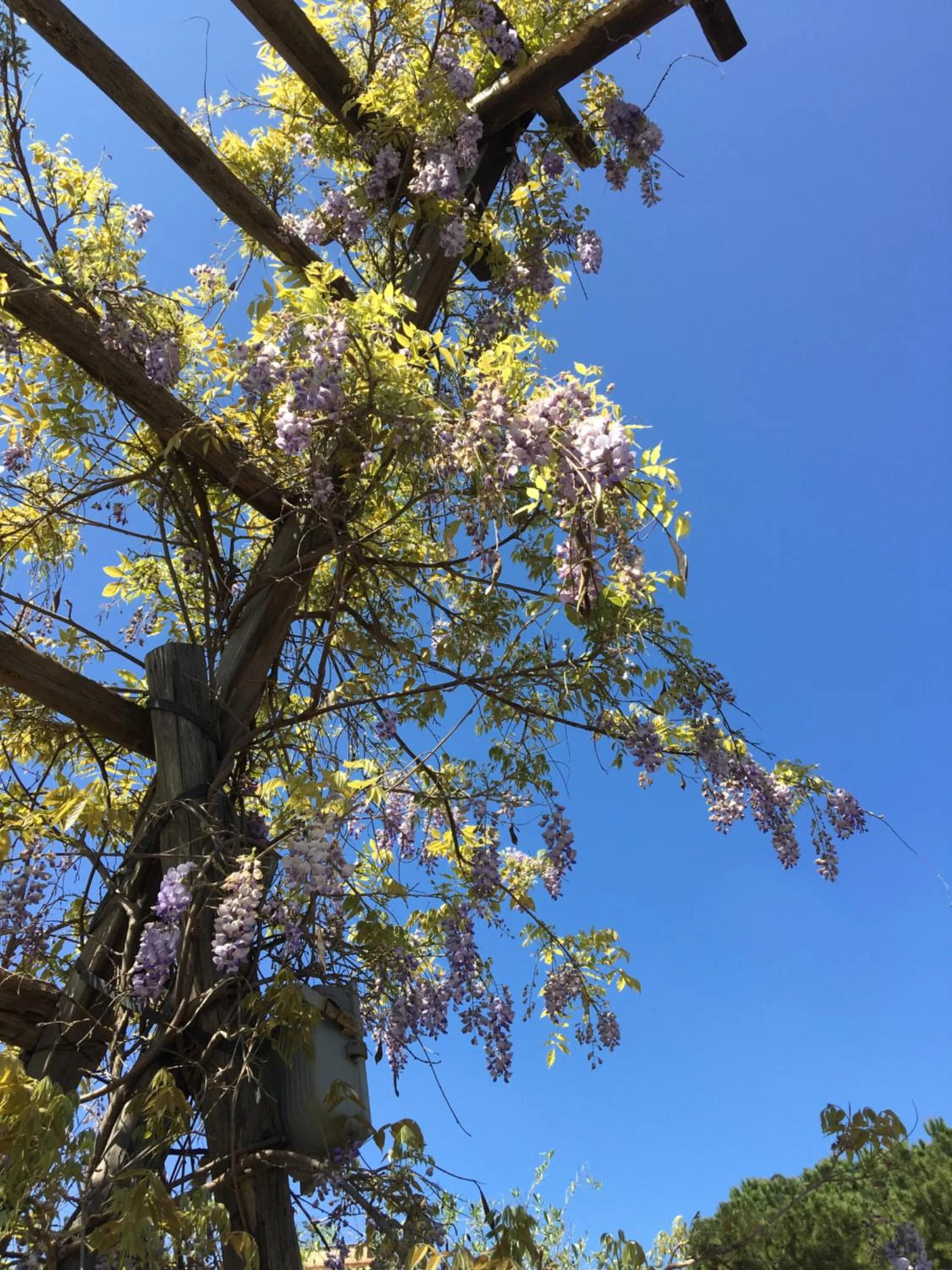 Garden in Agriturismo Villa Cefalà
