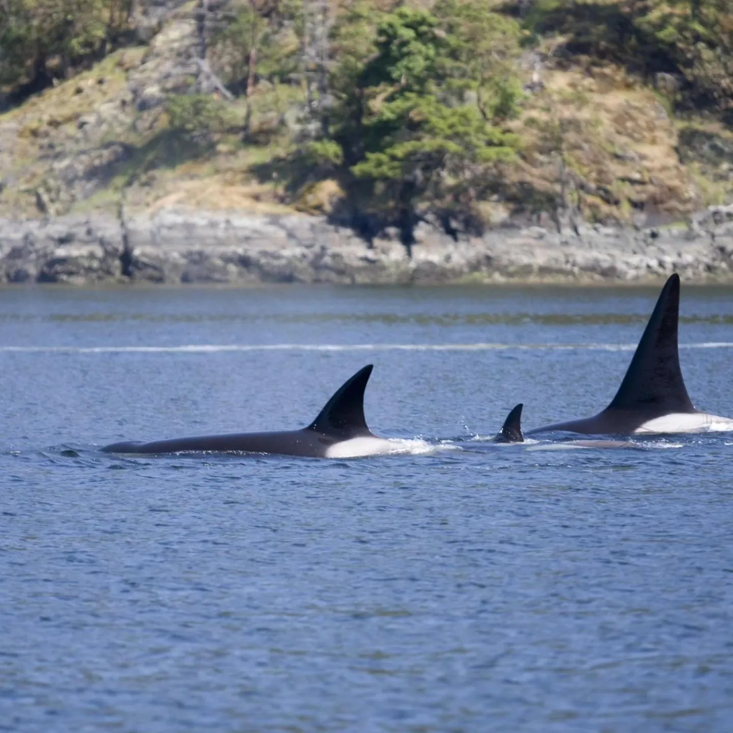 Animals in M&M's Maple Bay Mountain Guesthouse