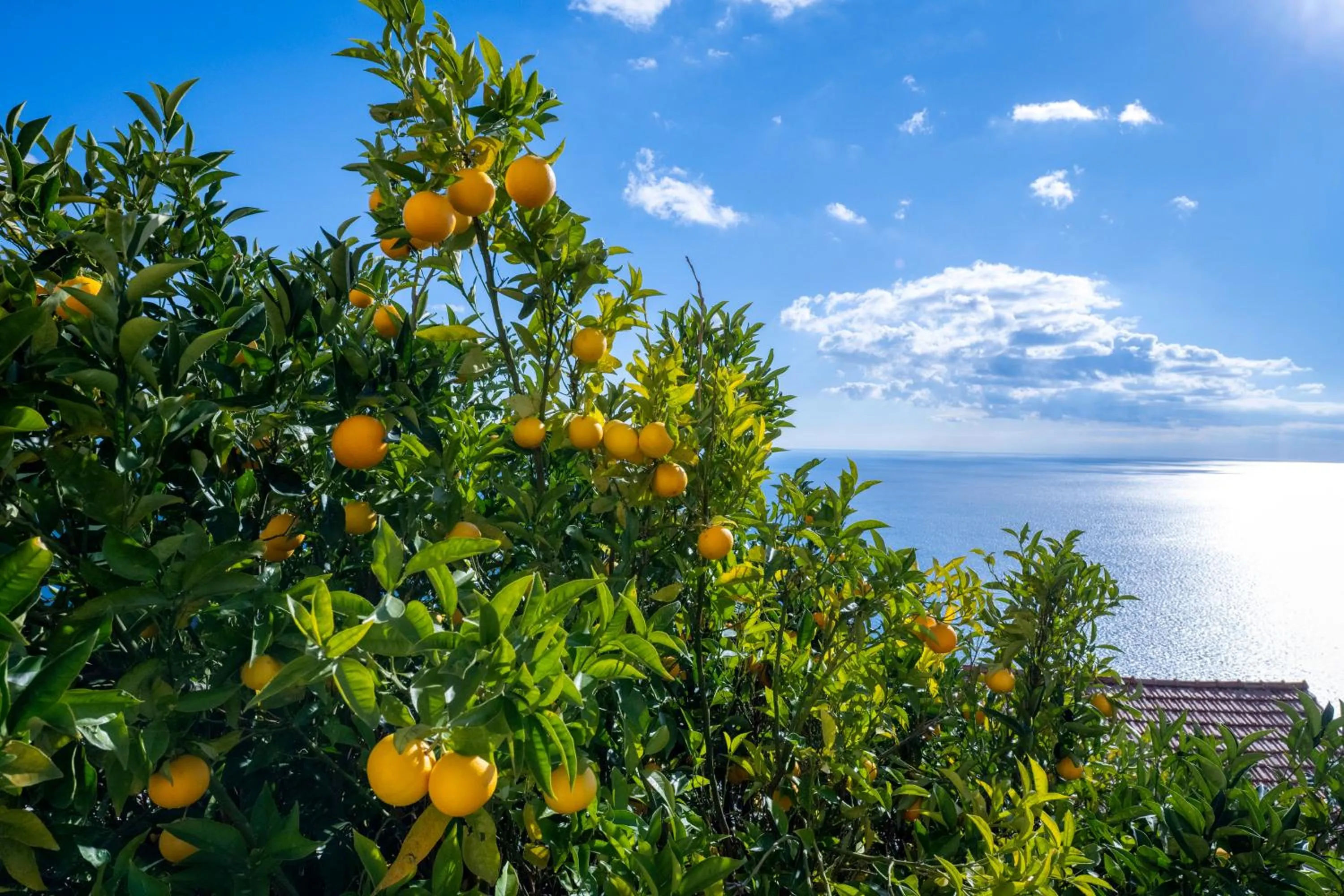 Locanda Degli Agrumi