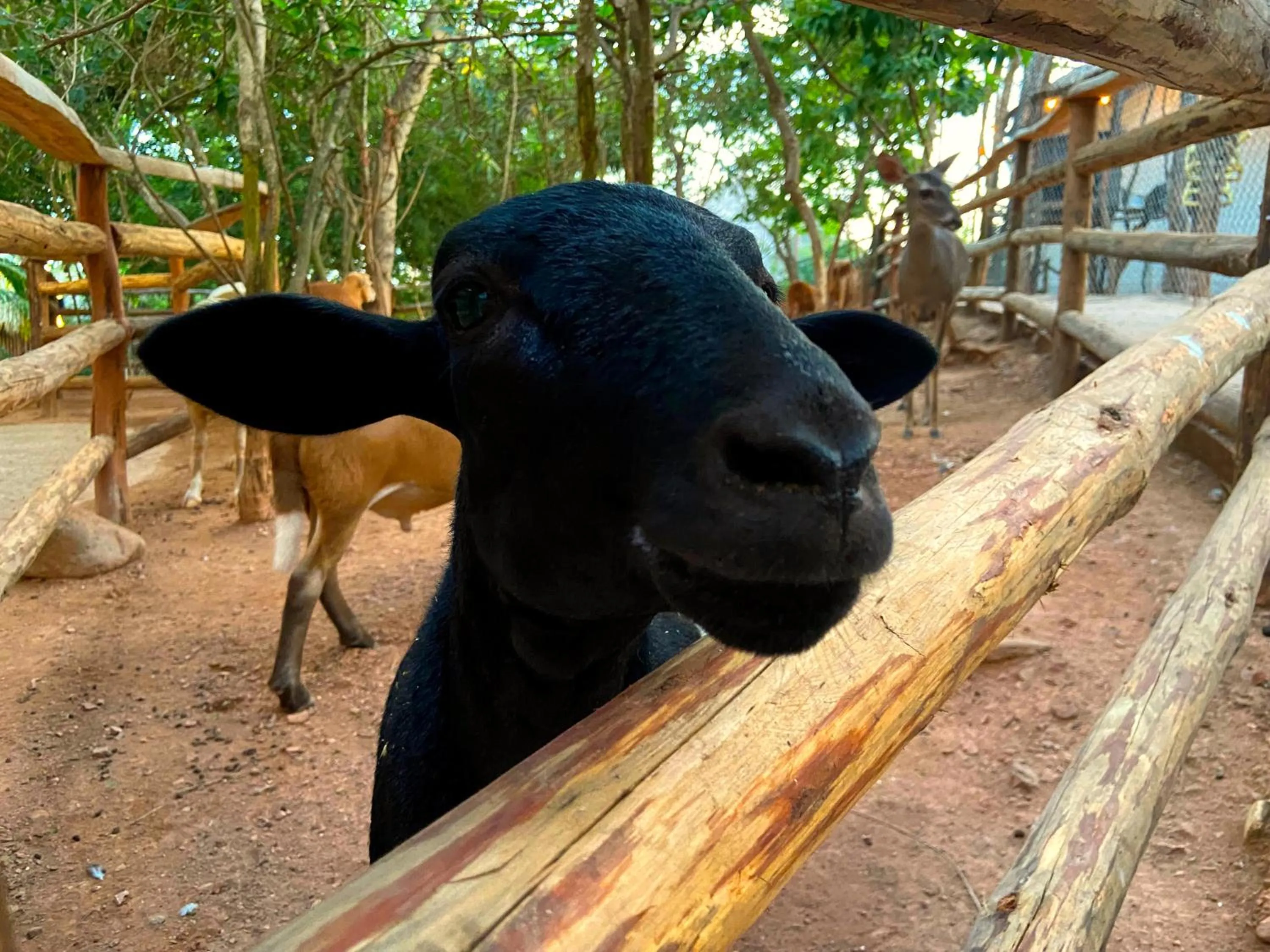 Day in Palm Valley Cabins