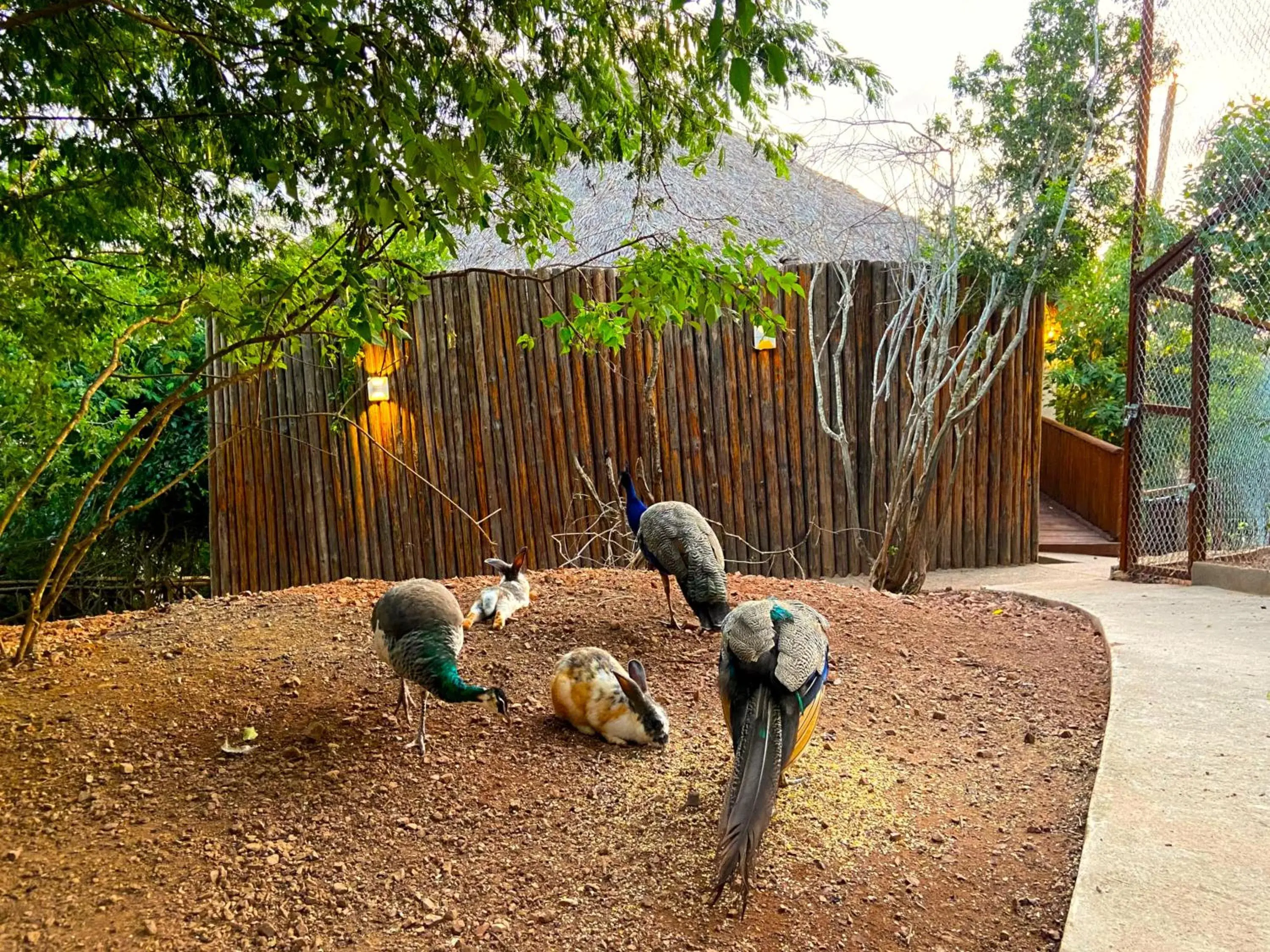 Spring in Palm Valley Cabins Spring in Palm Valley Cabins