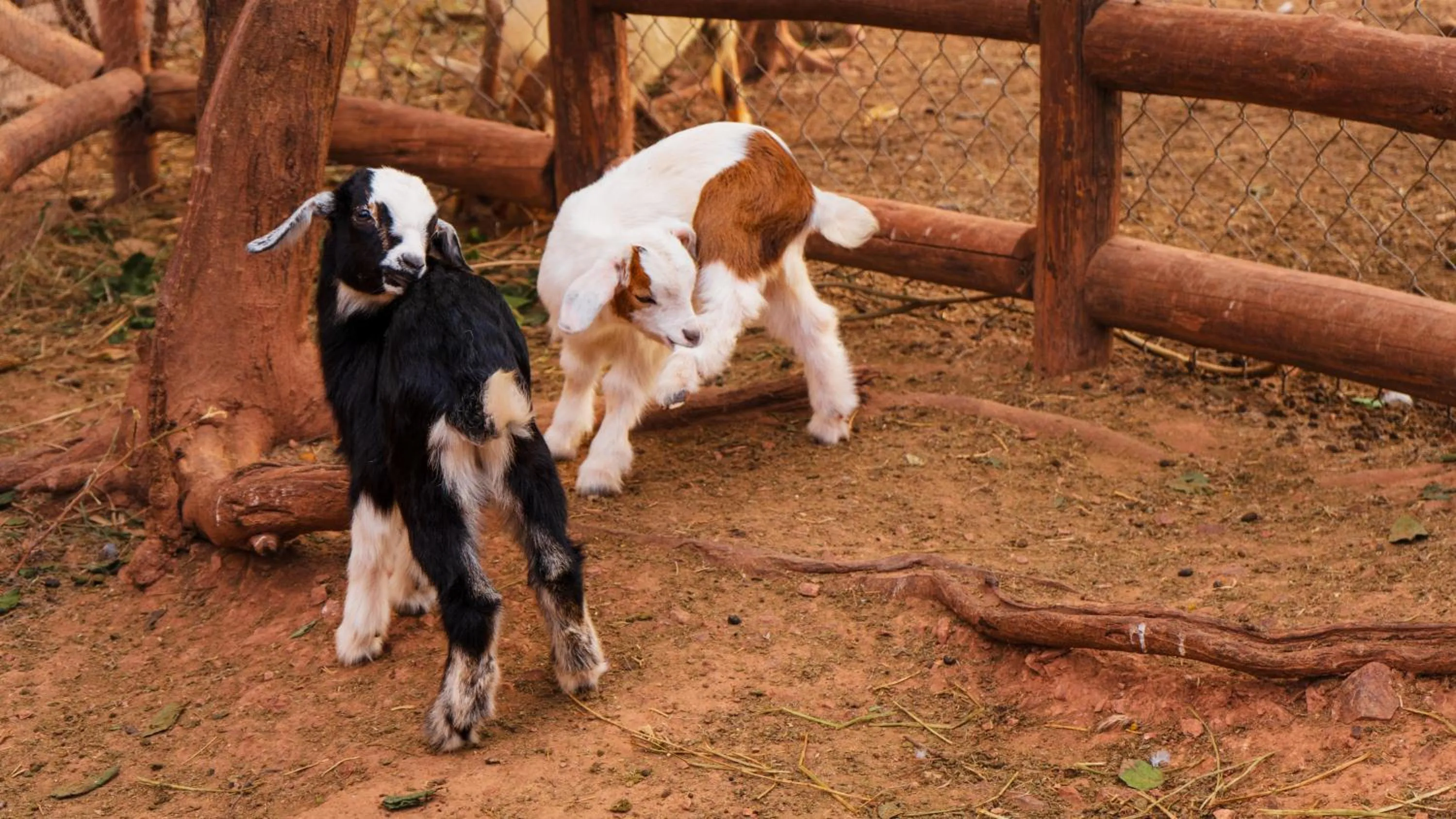 Animals in Palm Valley Cabins
