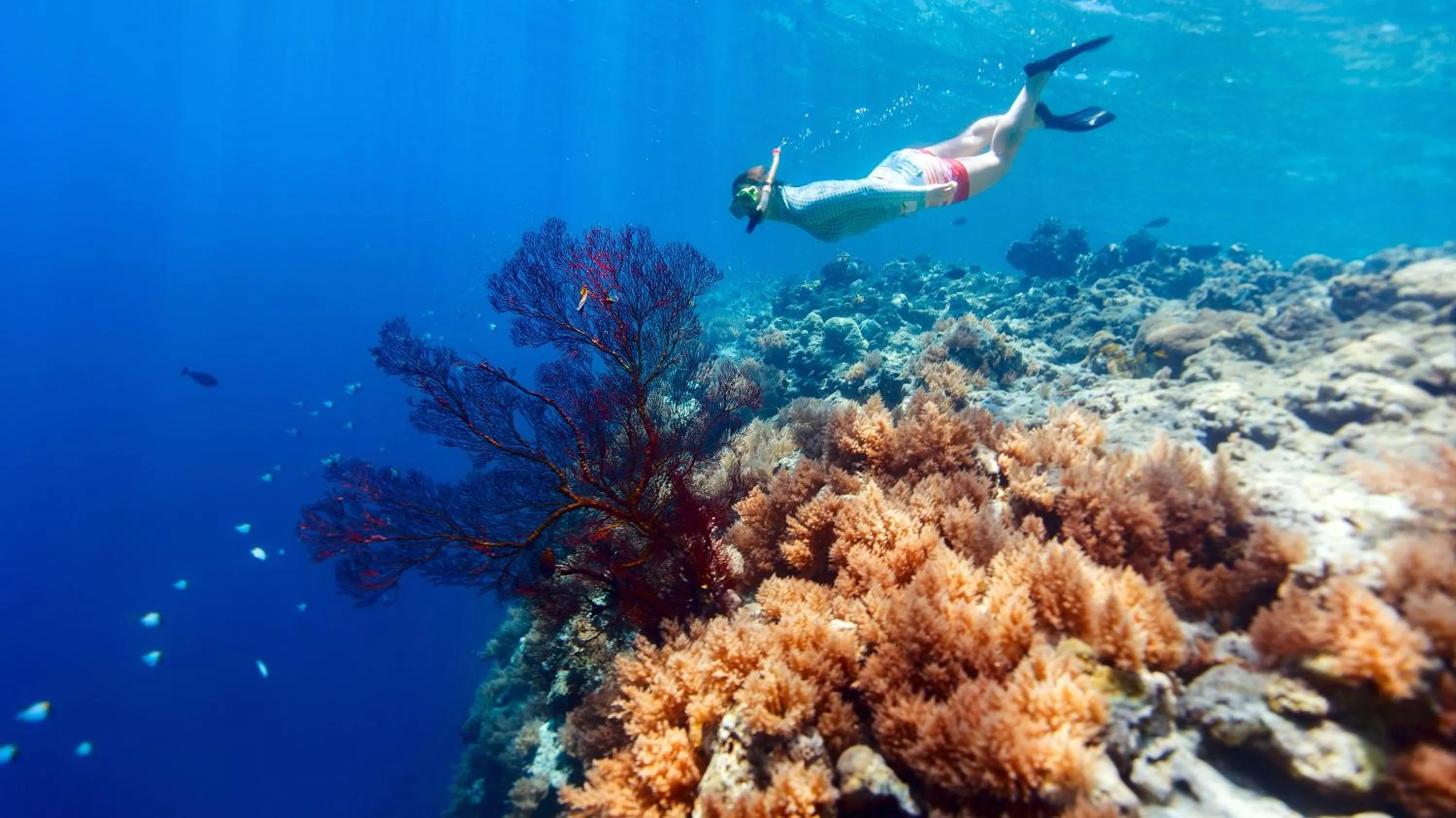 Snorkeling in Swiss Chalet Garden, Pool Resort