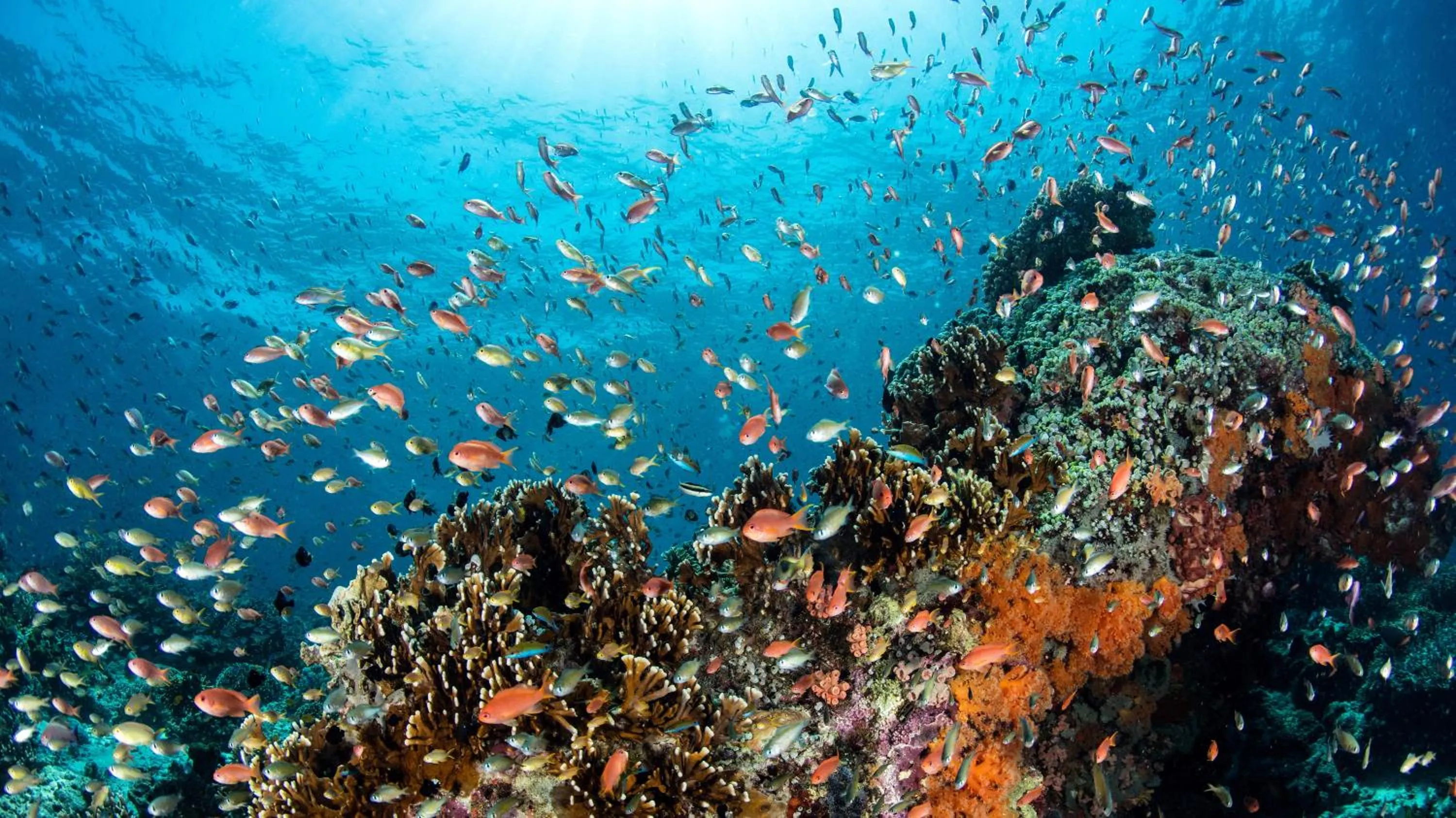 Snorkeling in Swiss Chalet Garden, Pool Resort