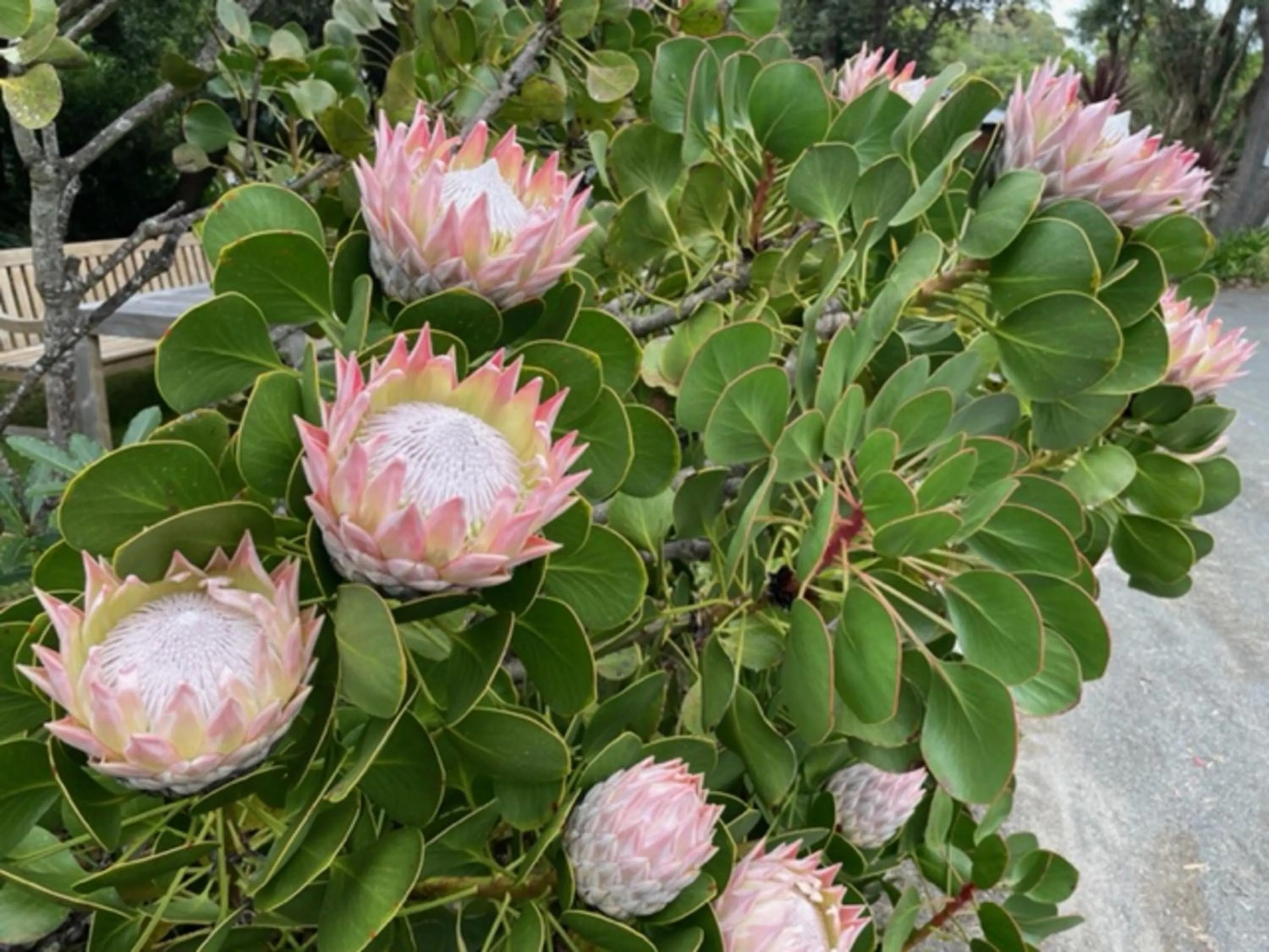 Garden in Marlo Hideaway