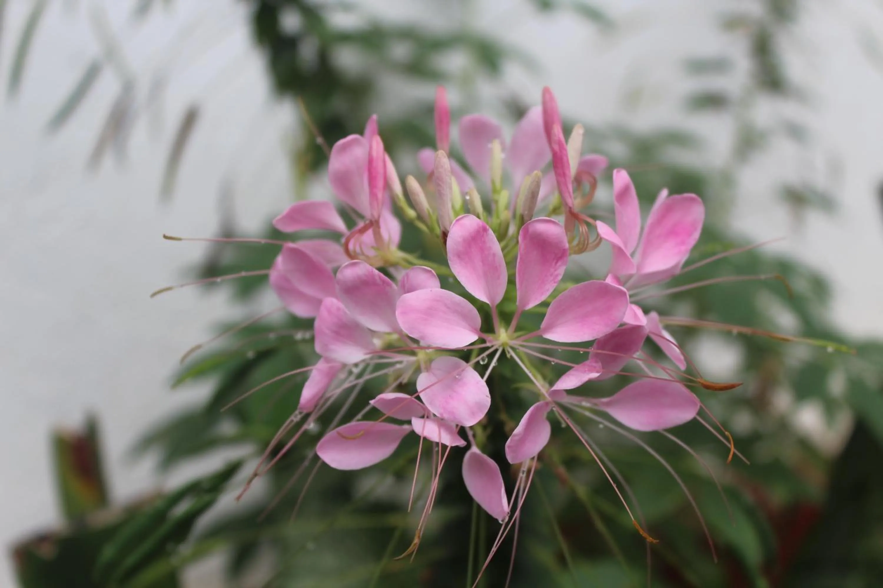 Garden in Lazy Bear Best Hostel in Kandy